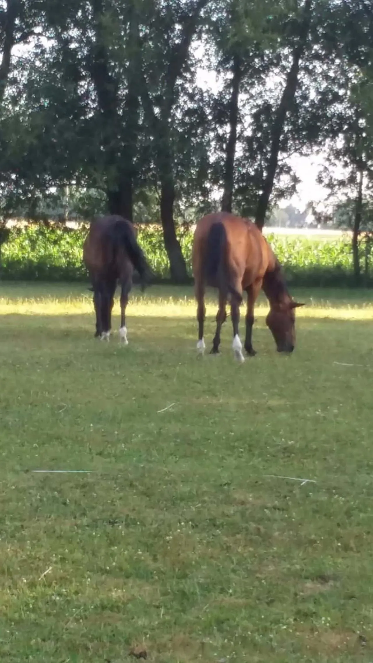 Inner courtyard view in Chambre d'hôtes Élevage' chemin noir