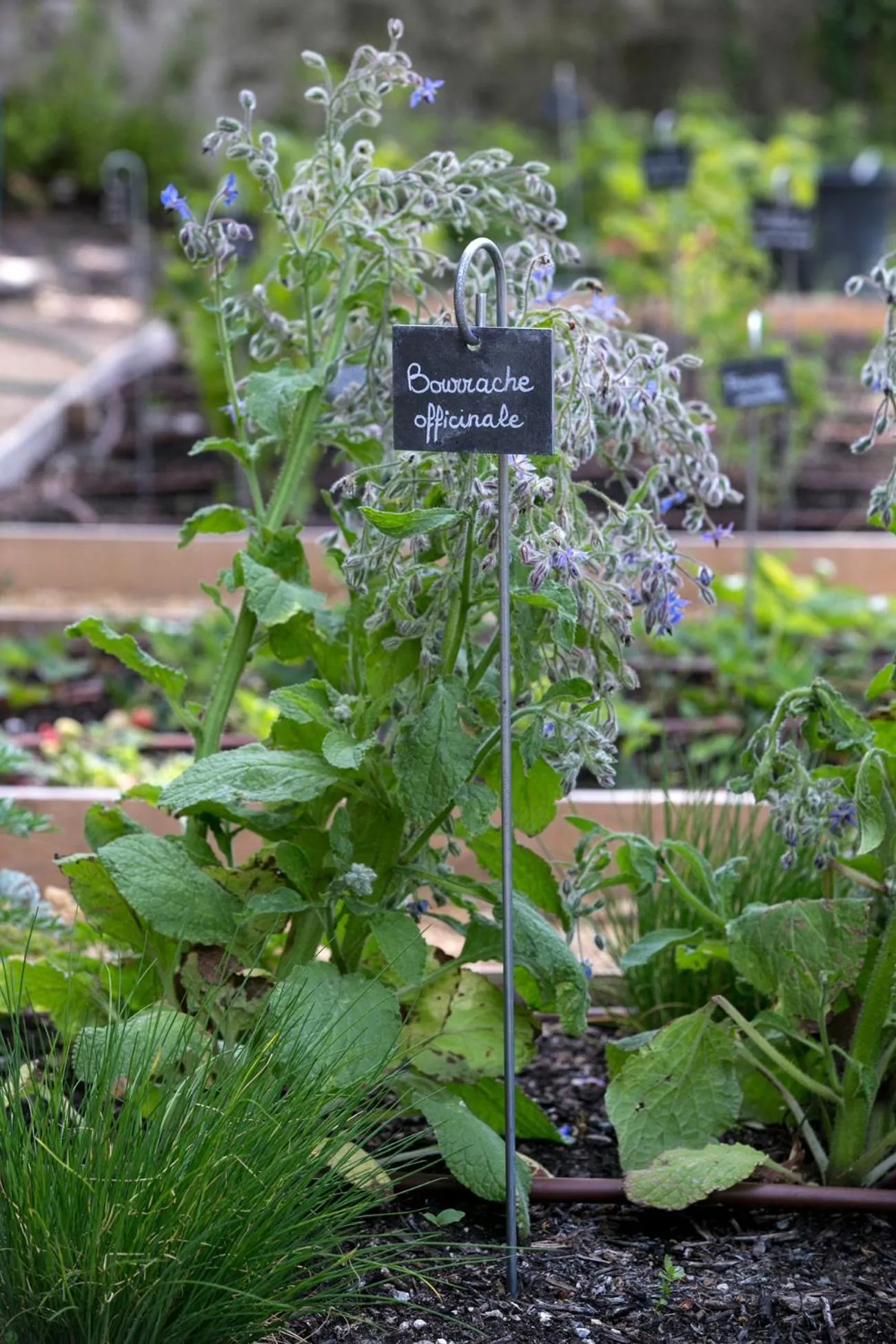 Garden in Château De Massillan