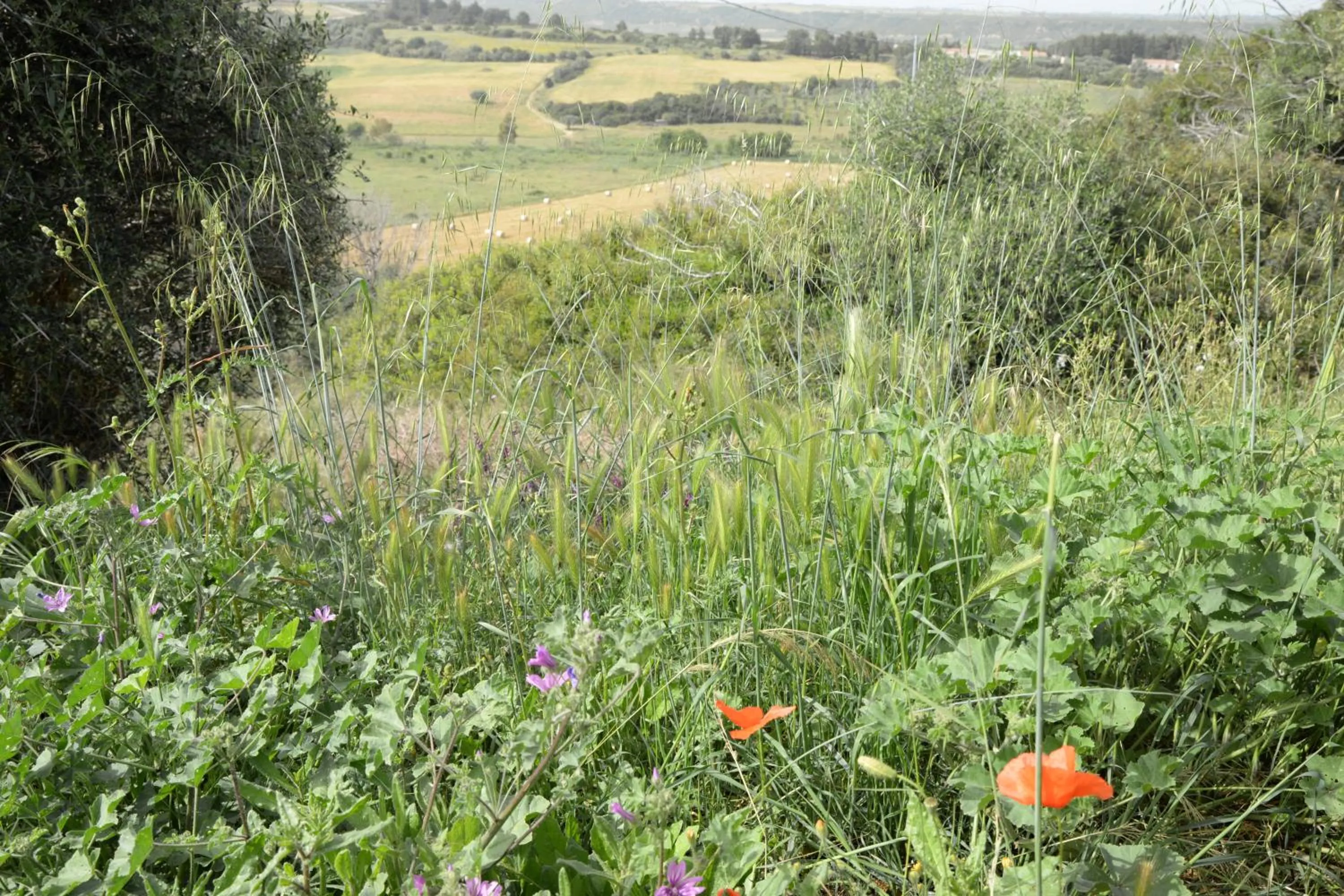 Hotel Ristorante Termitito