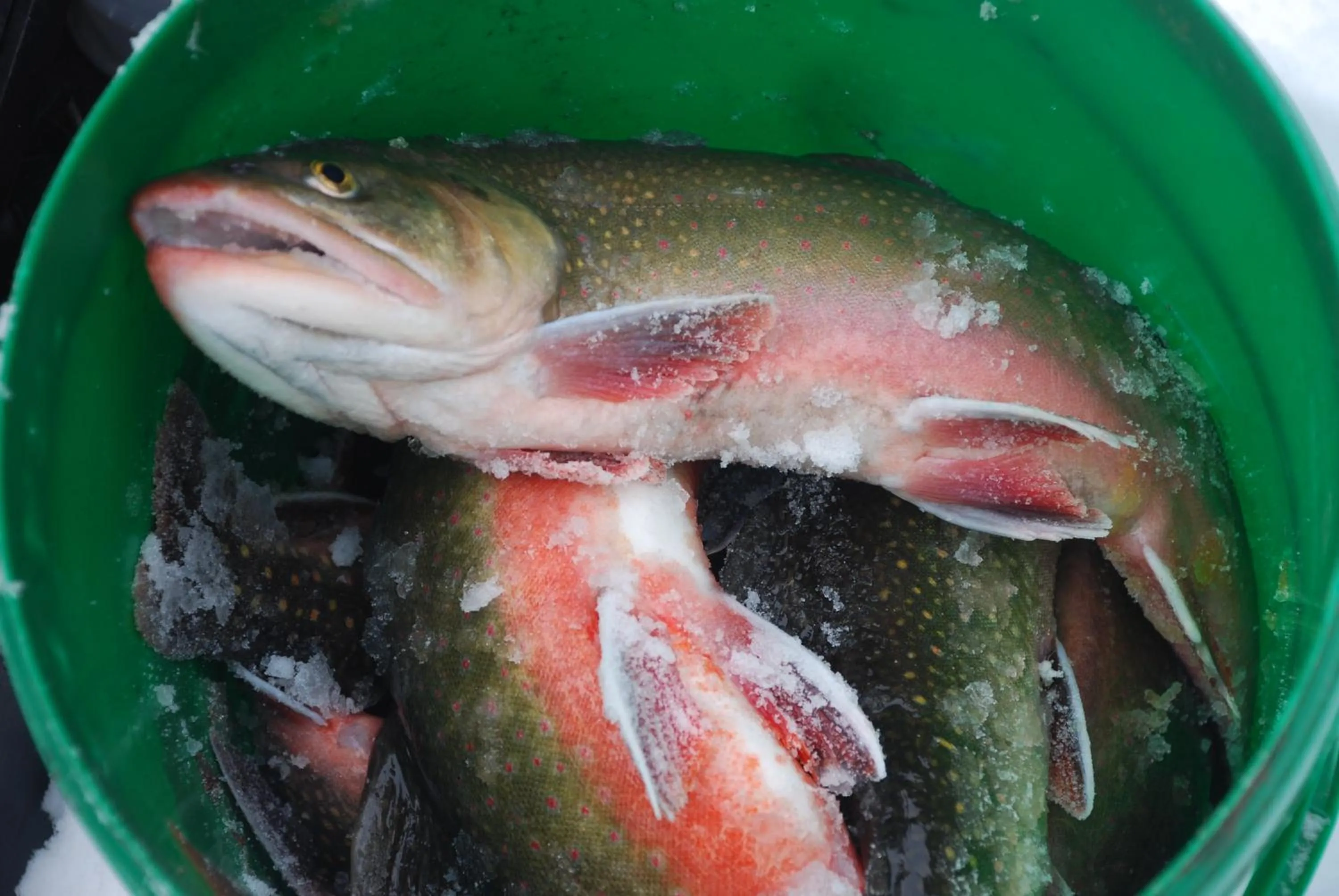 Food and drinks in Hotel Zum Granitzl