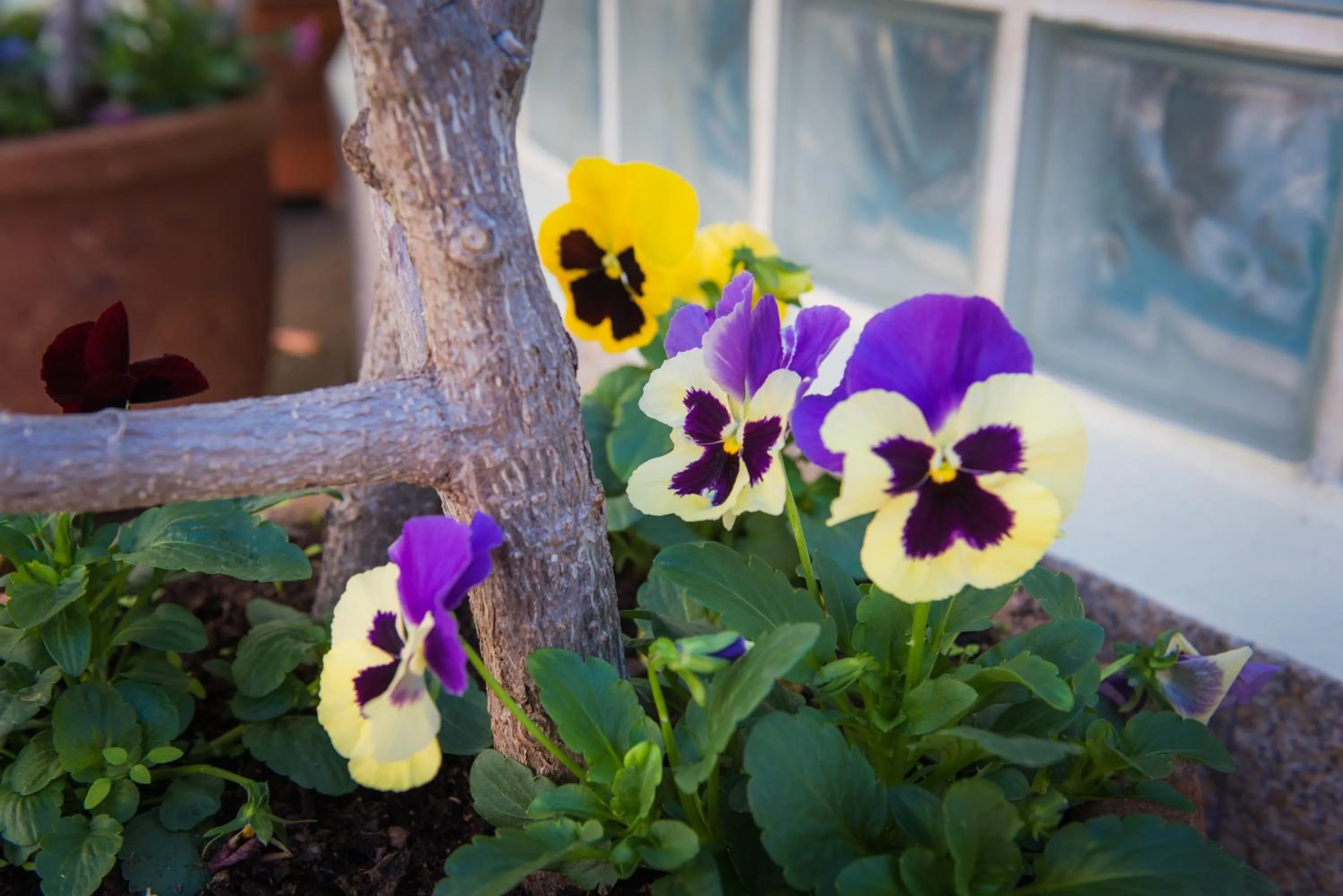 Garden in Hotel Do Campo