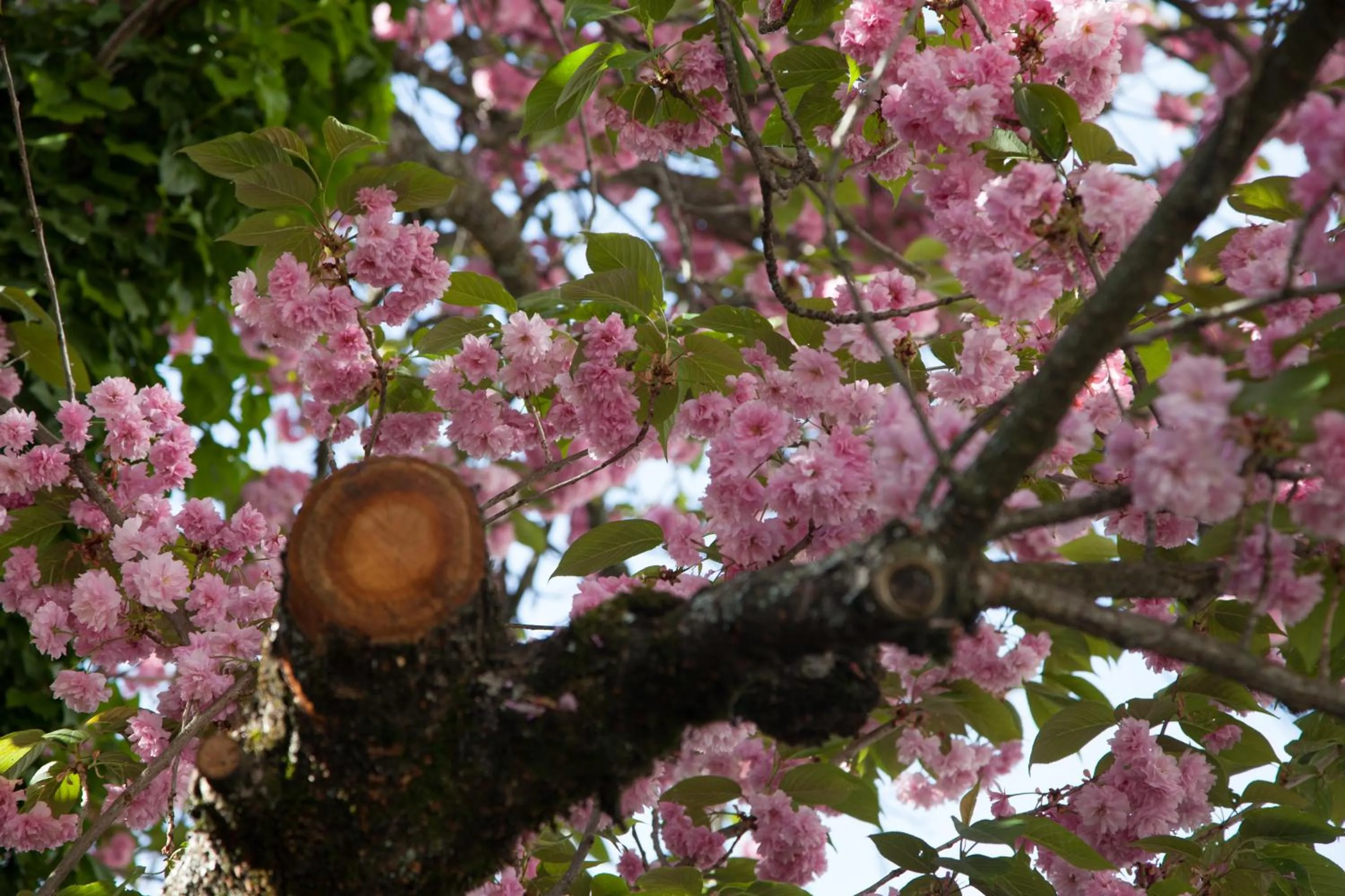 Garden in Casa Das Obras