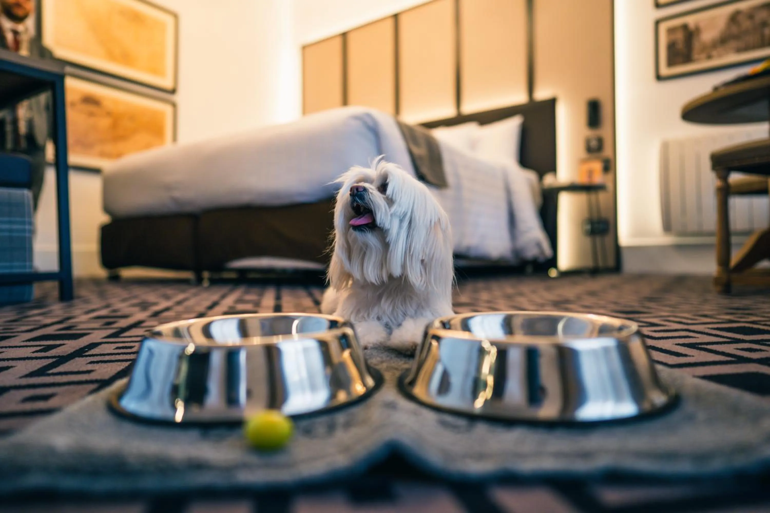 Pets in Casa Andina Premium Cusco