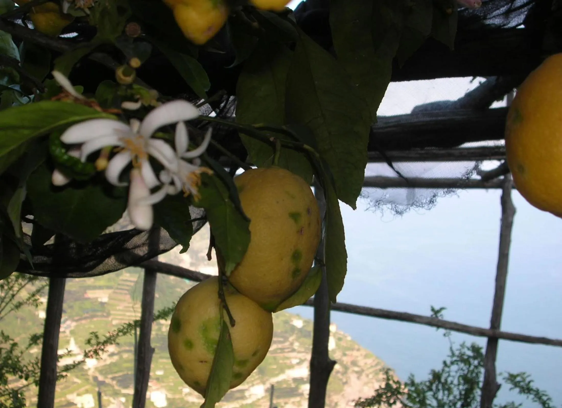 Garden in B&B Ravello Rooms