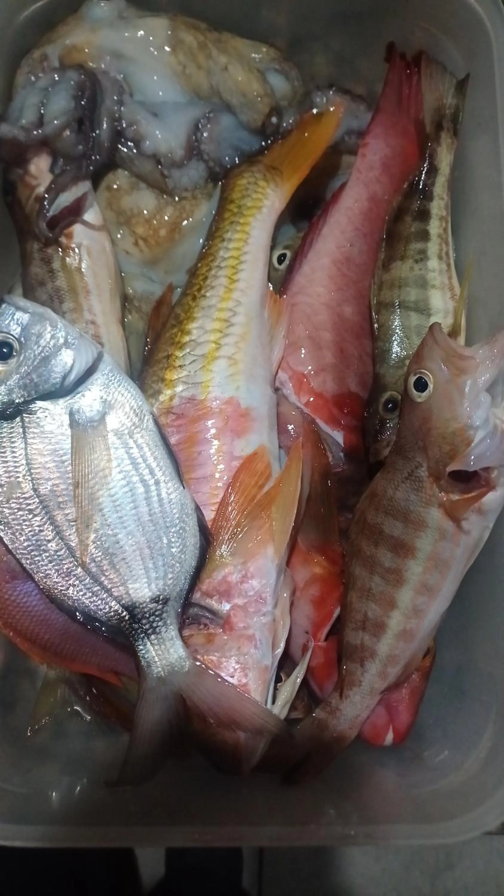 Maxola's Dream Orikum