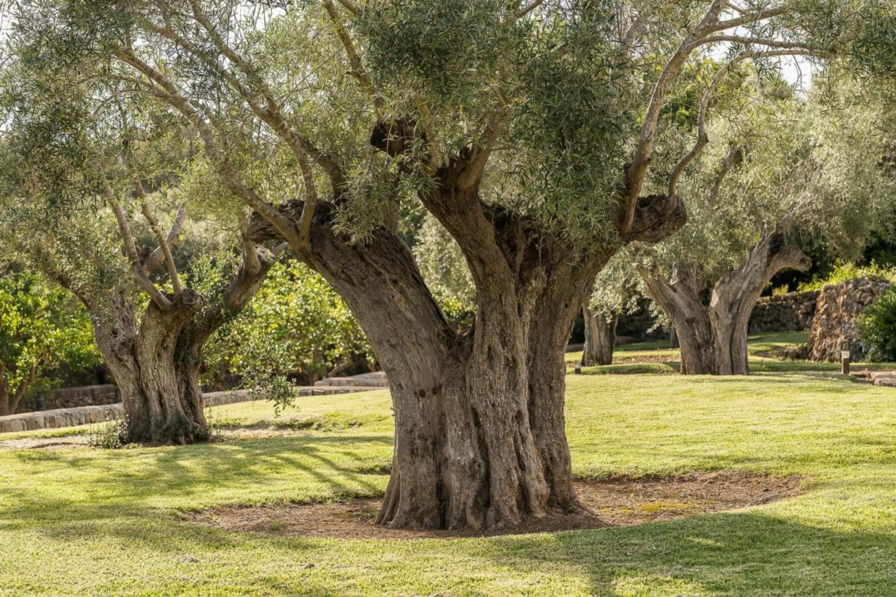 Garden in Belle Son Mas Luxury Finca Hotel