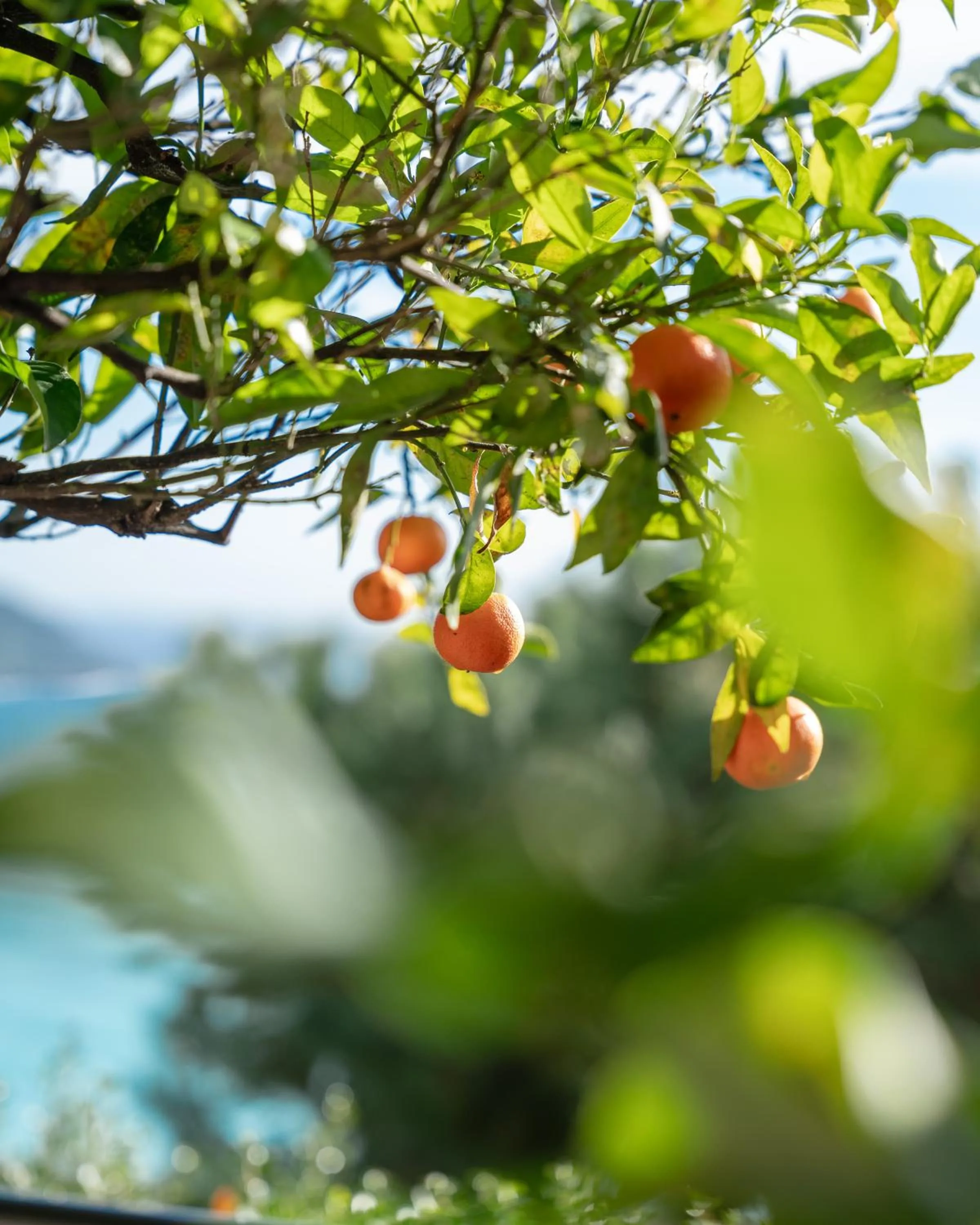 Hôtel Le Roquebrune