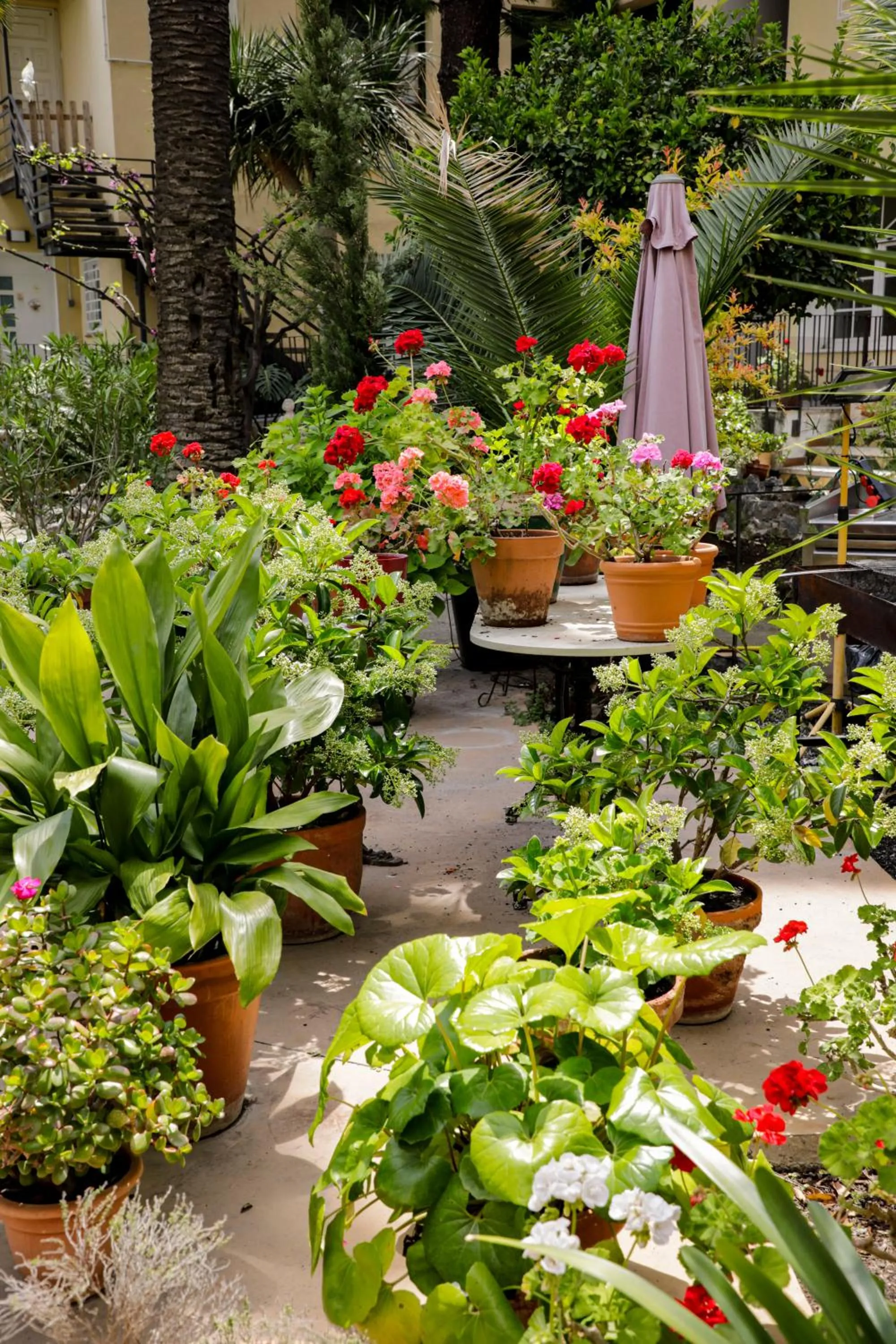Garden in Hotel Antiga