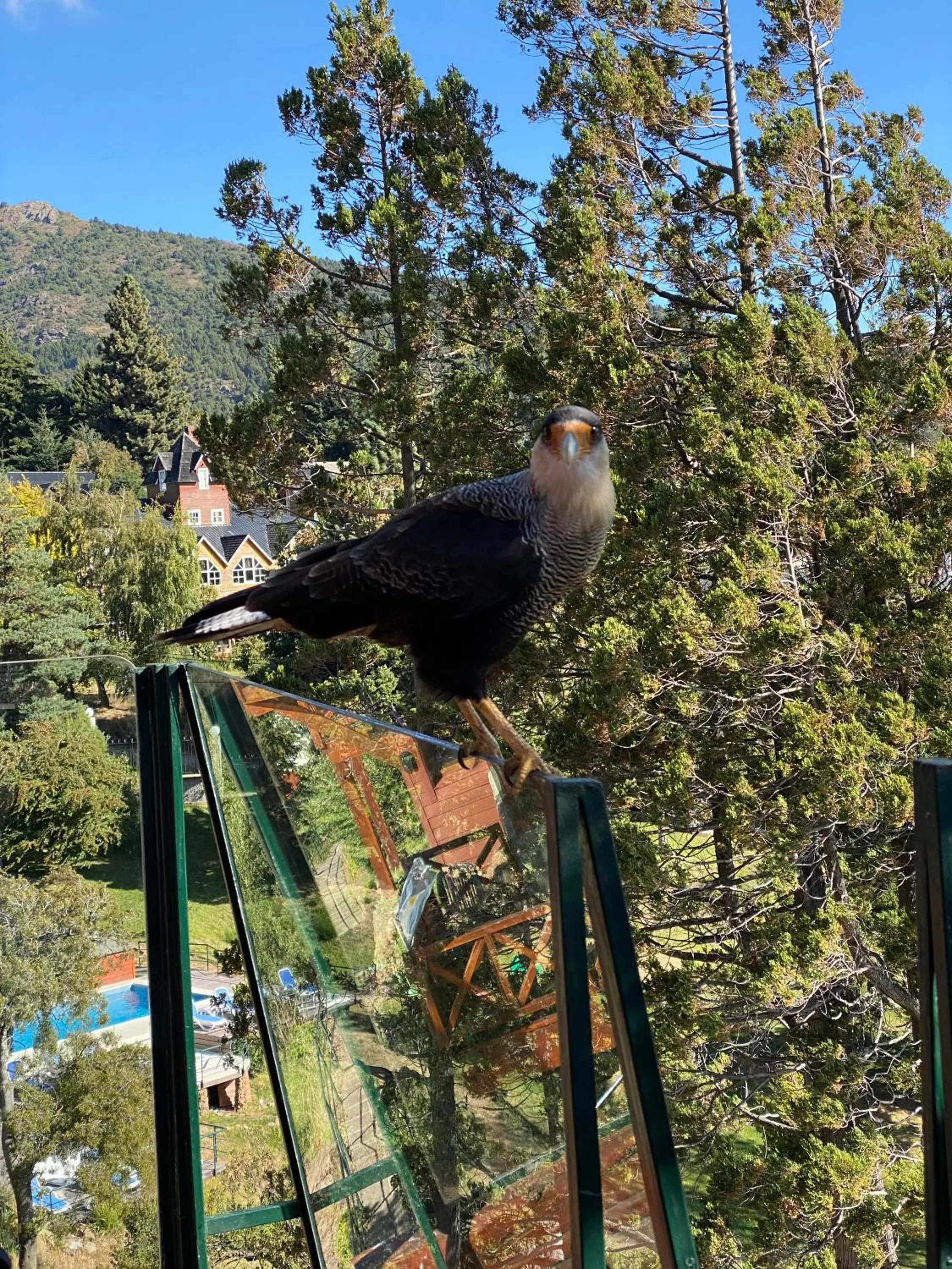 Animals in Charming Luxury Lodge & Private Spa