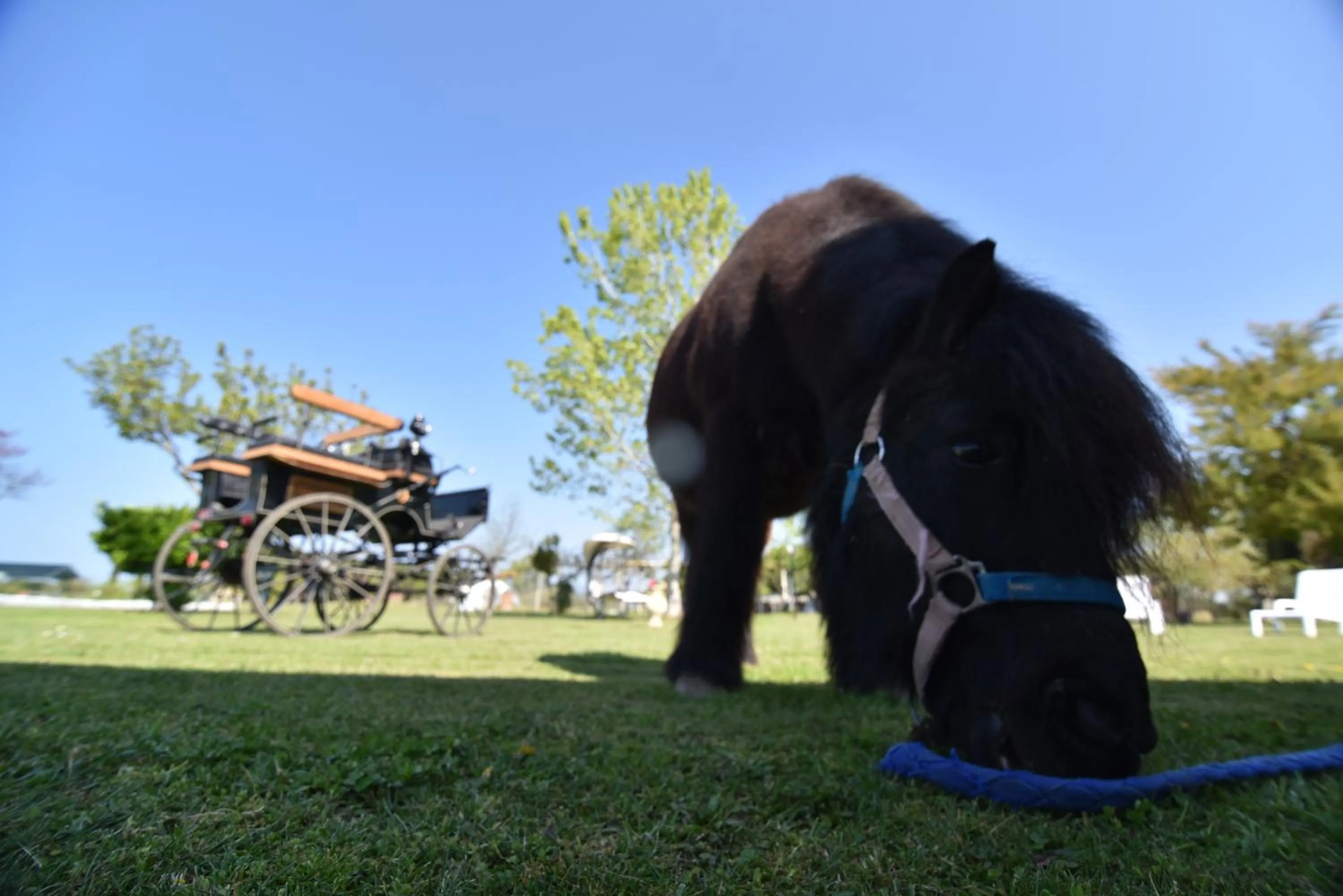 Animals in Villa Isabella