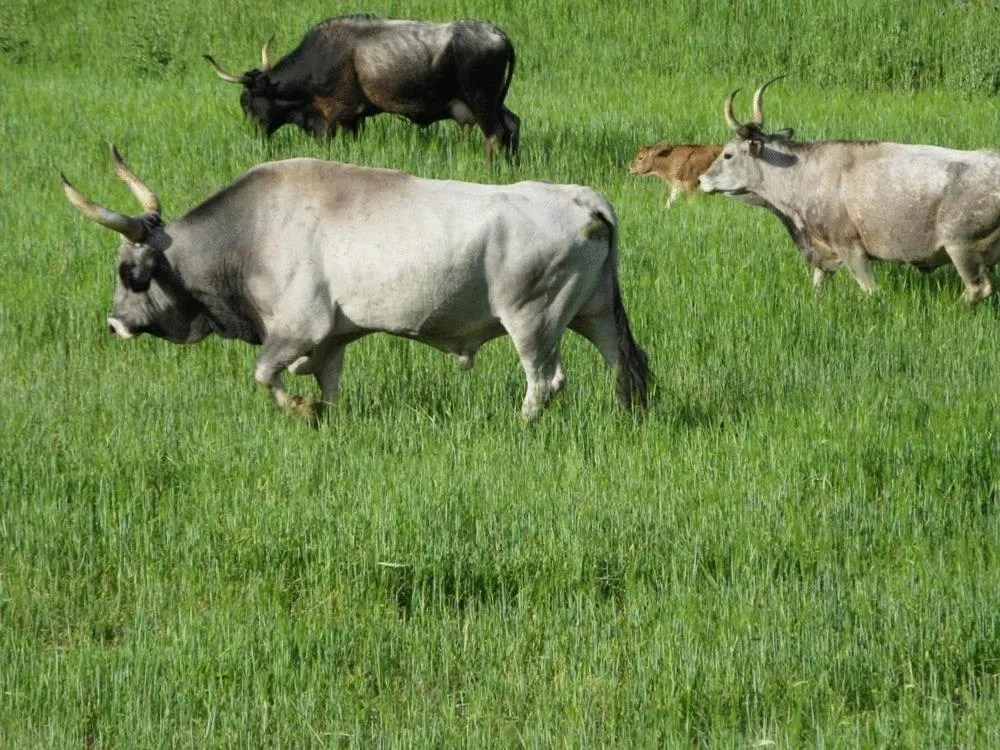 Animals in Le Murelle Country Resort