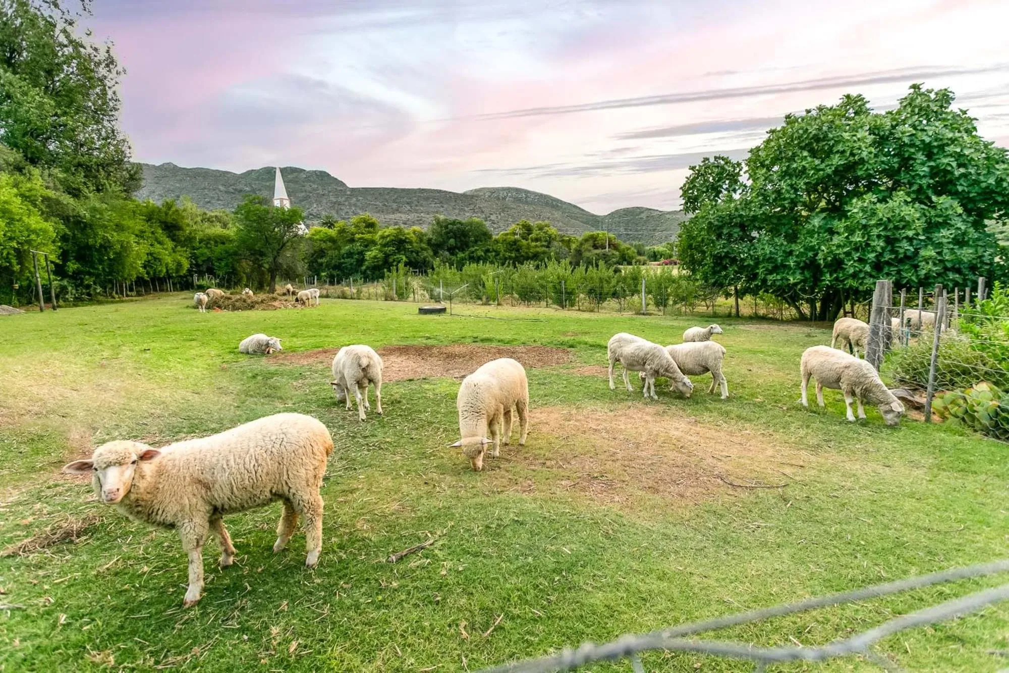Animals in Die Fonteine Country Guesthouse and Glamping