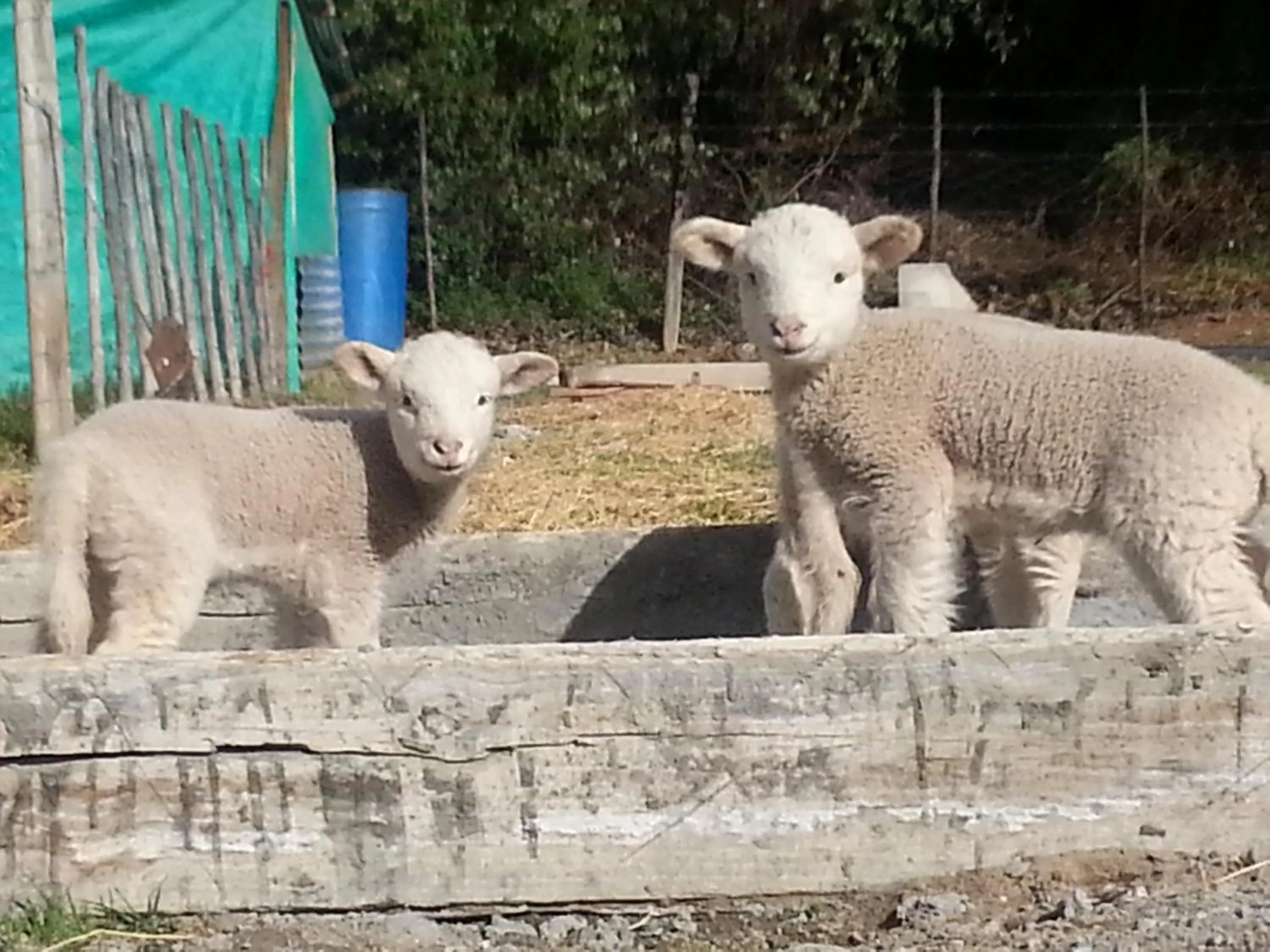 Decorative detail in Die Fonteine Country Guesthouse and Glamping