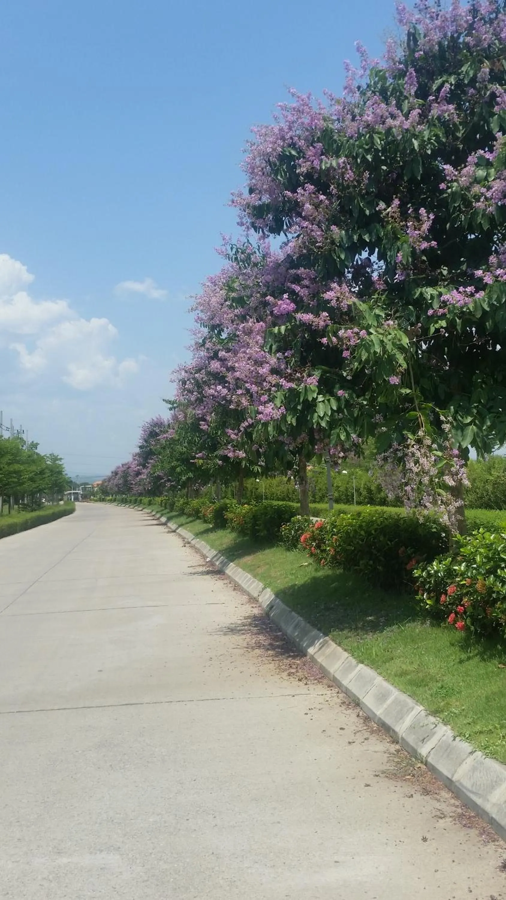 Natural landscape in Longan Tree