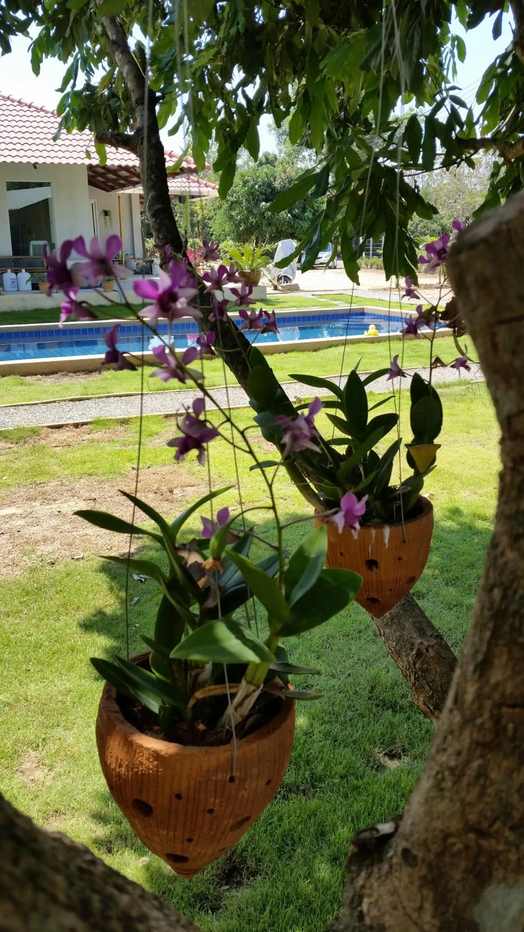 Garden in Longan Tree