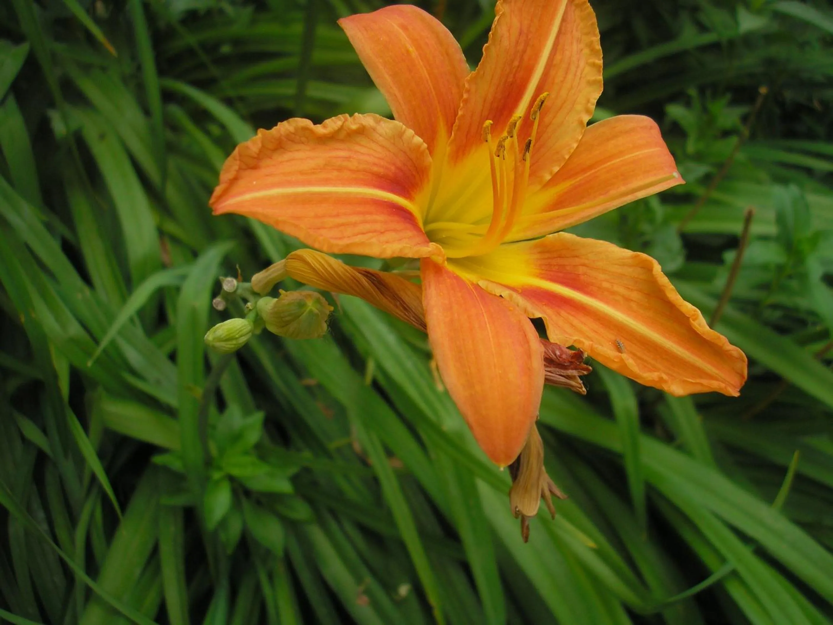 Other in La Pastorale