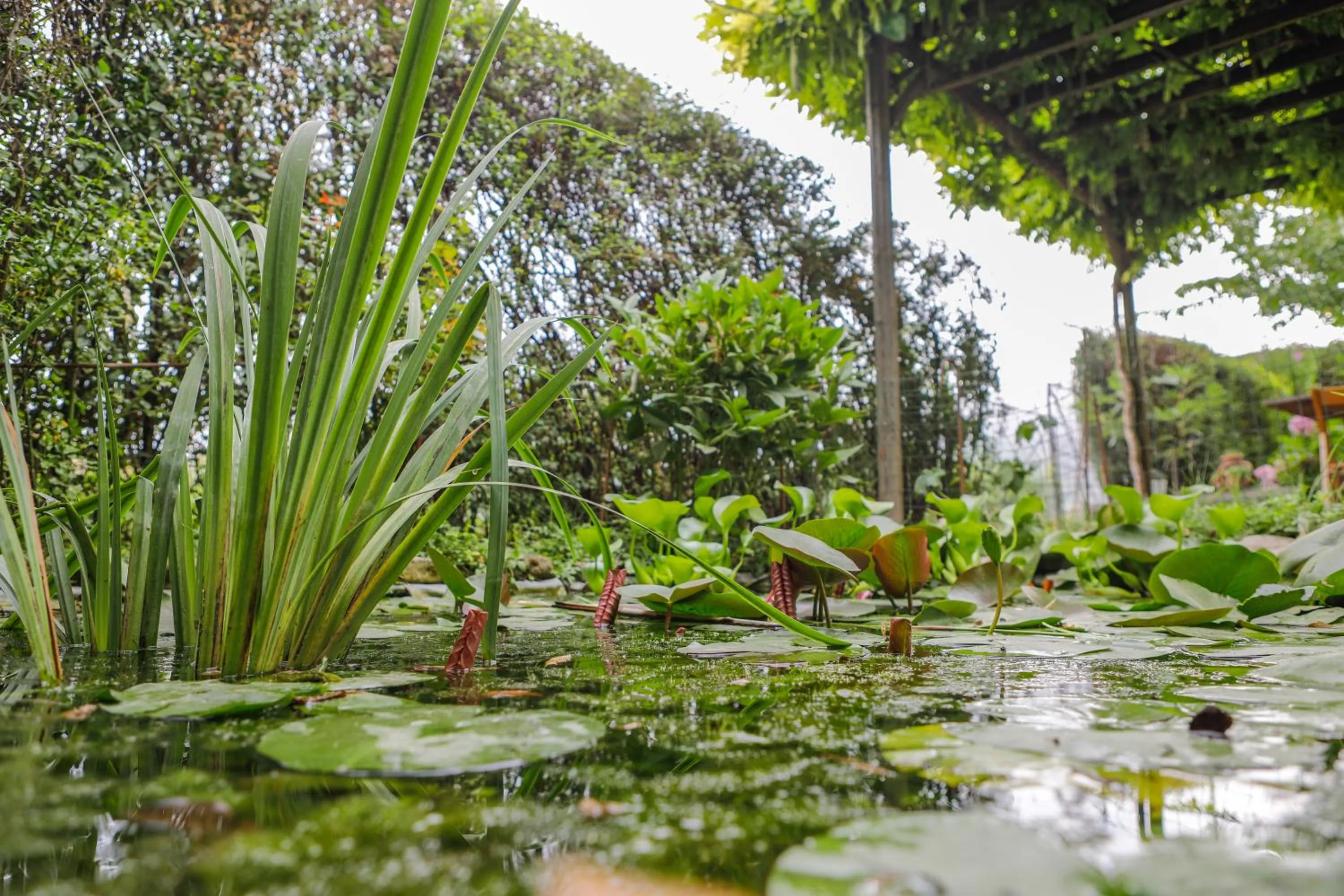 Garden in Il Germano Reale