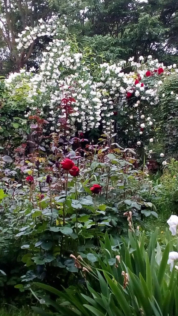 Garden in Il Germano Reale