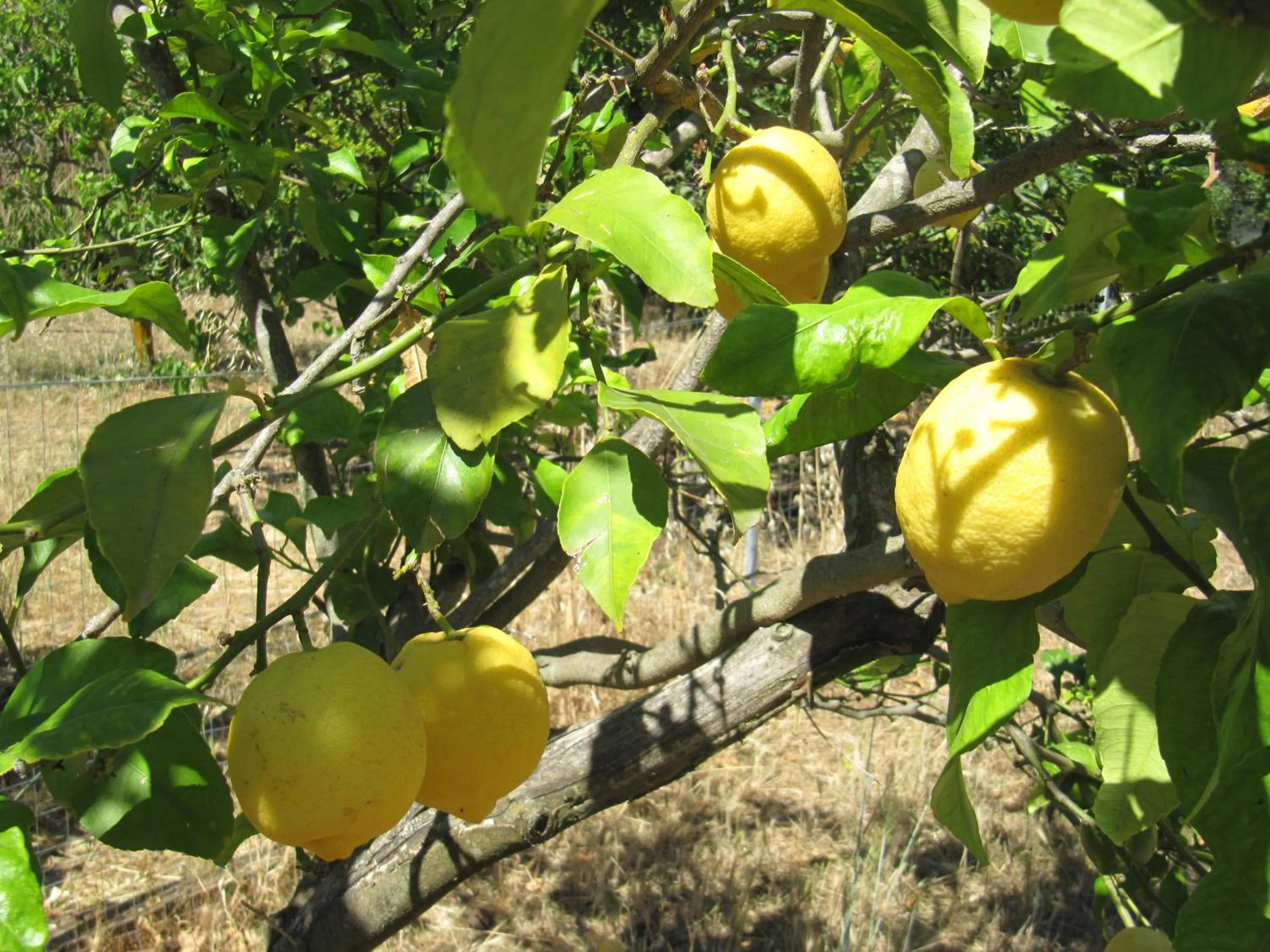 Property building in B&B I Limoni