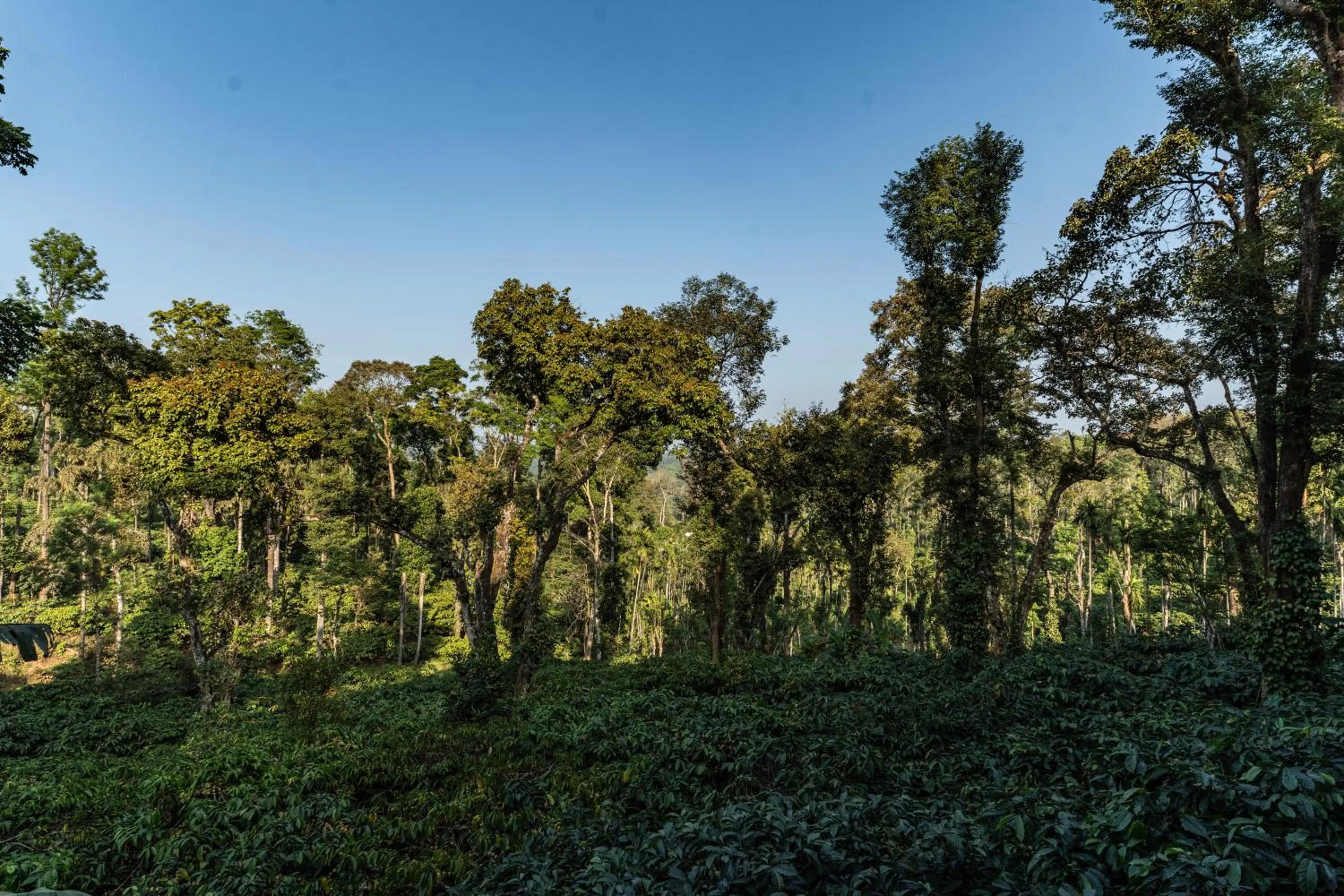 View (from property/room) in Itsy Hotels Jammabane Cottage, 5 Minutes To Mountain View Coffee Plantation