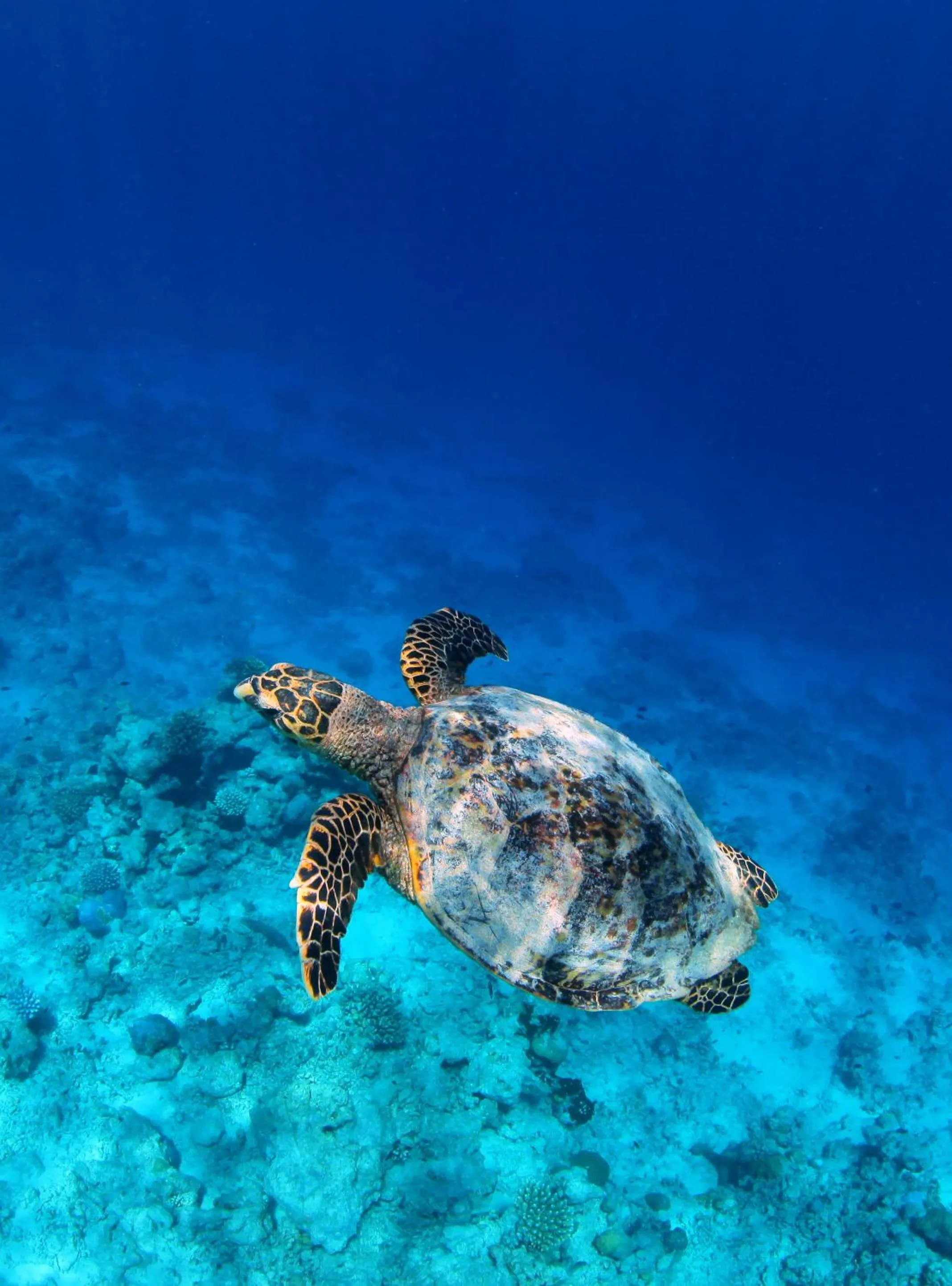 Animals in Soneva Fushi