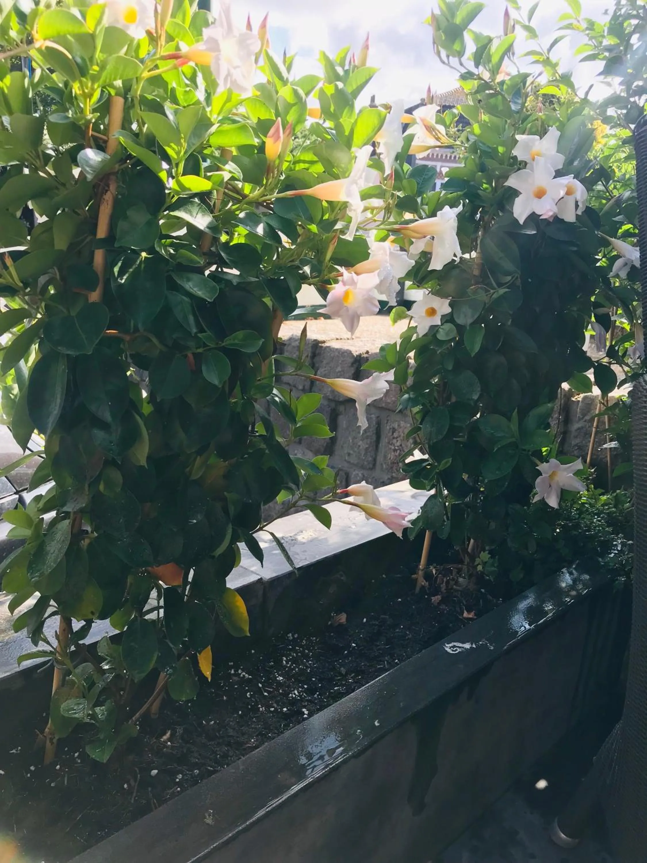 Decorative detail in Hotel La Rosa Amsterdam Beach