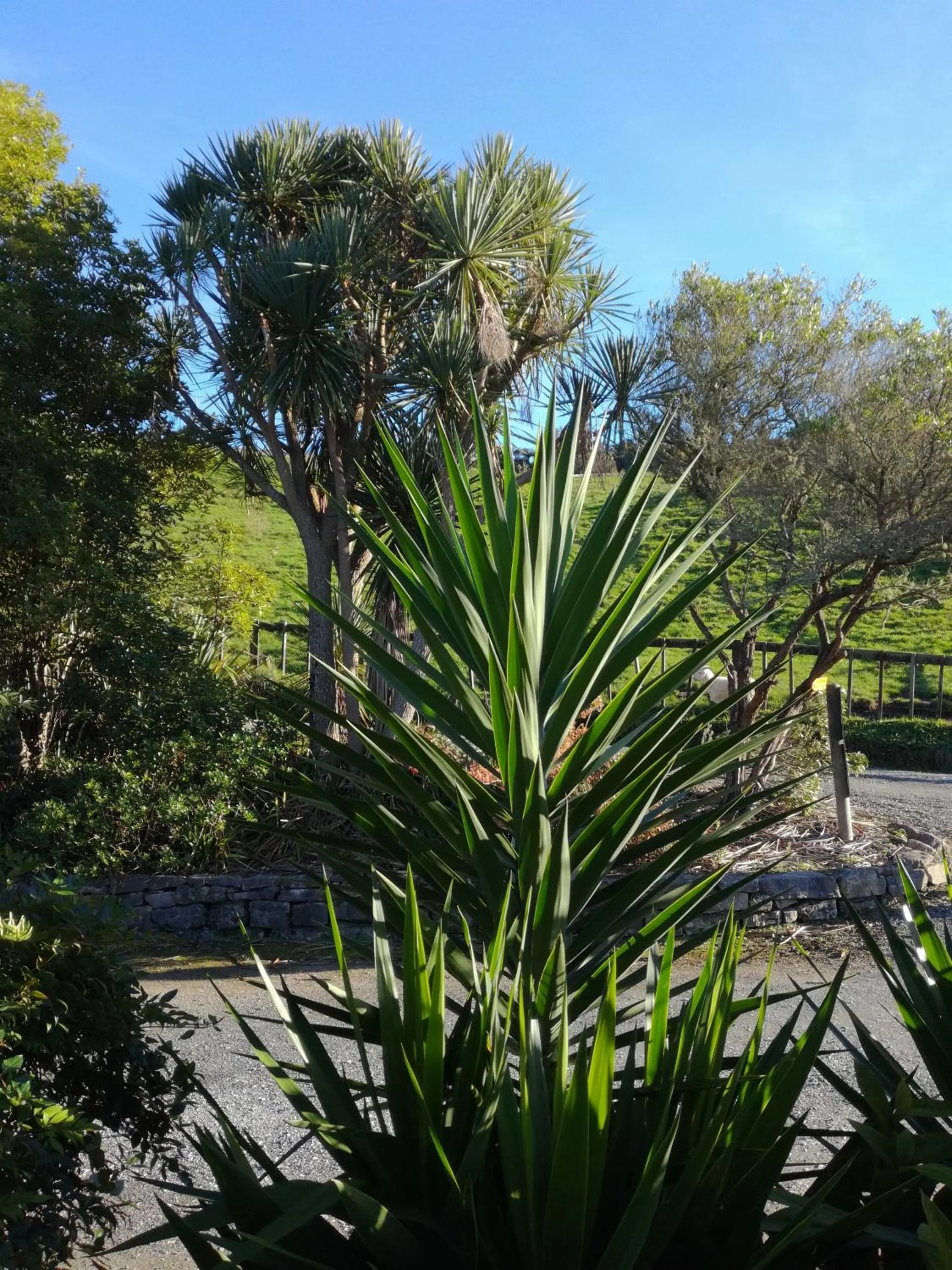 Natural landscape in JunoHall Backpackers