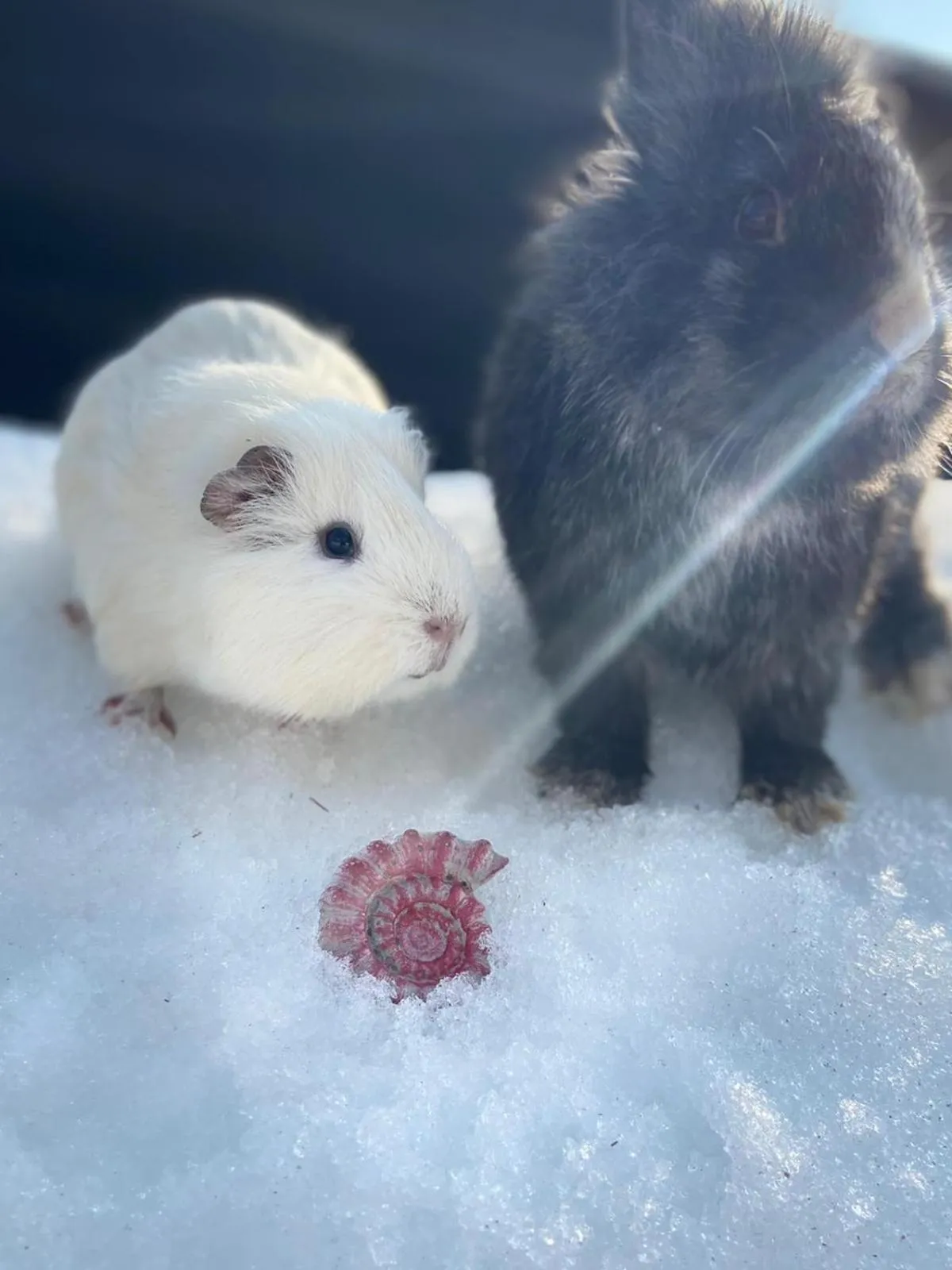 Spa and wellness centre/facilities in BUBA BnB SUPERIOR