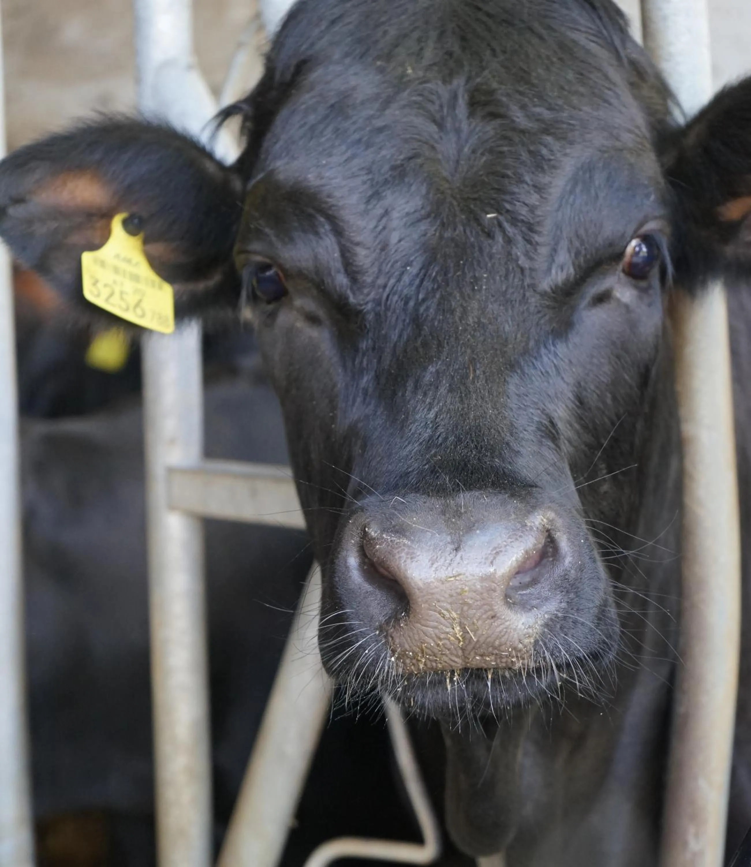 Animals in Stangleggerhof