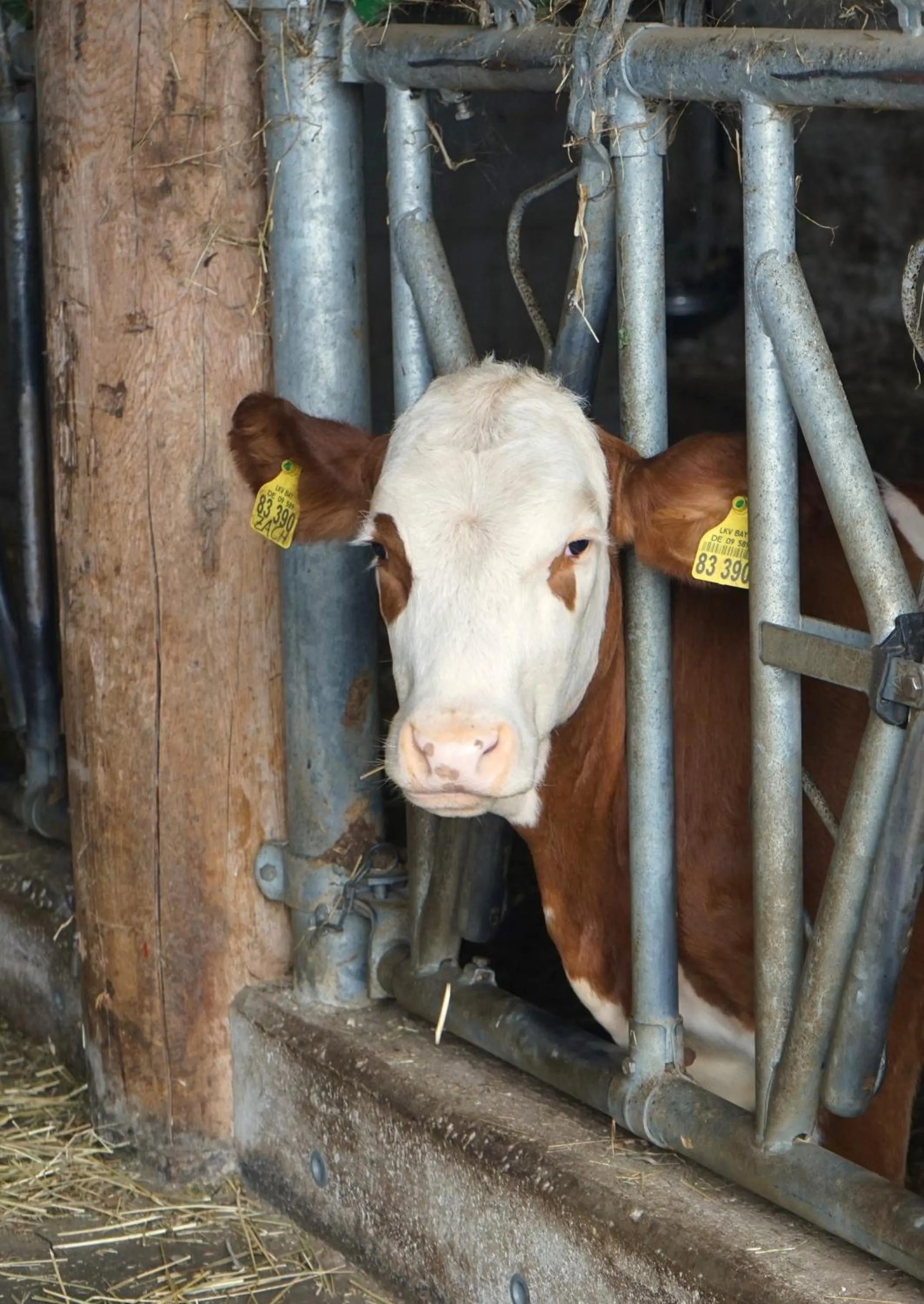 Animals in Stangleggerhof