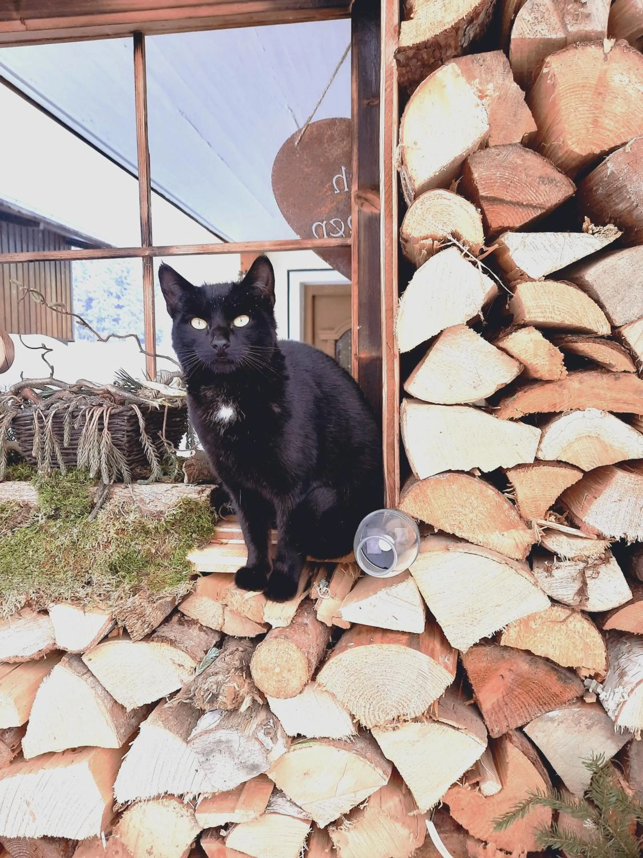 Pets in Stangleggerhof