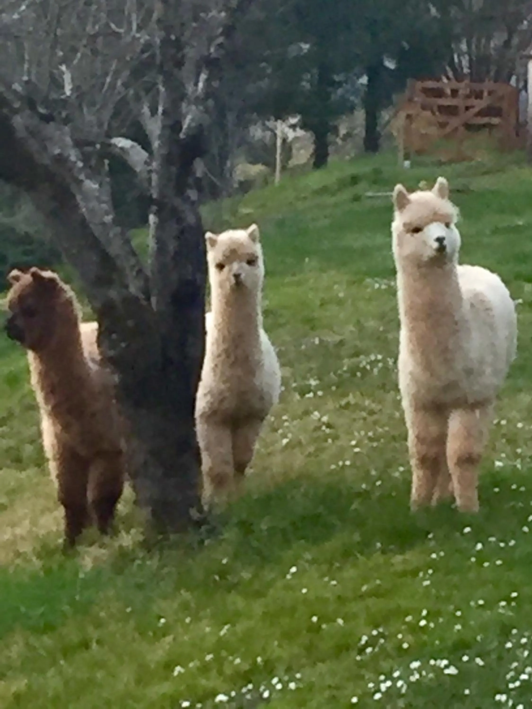 Garden in Logis Hostellerie la Chaumière