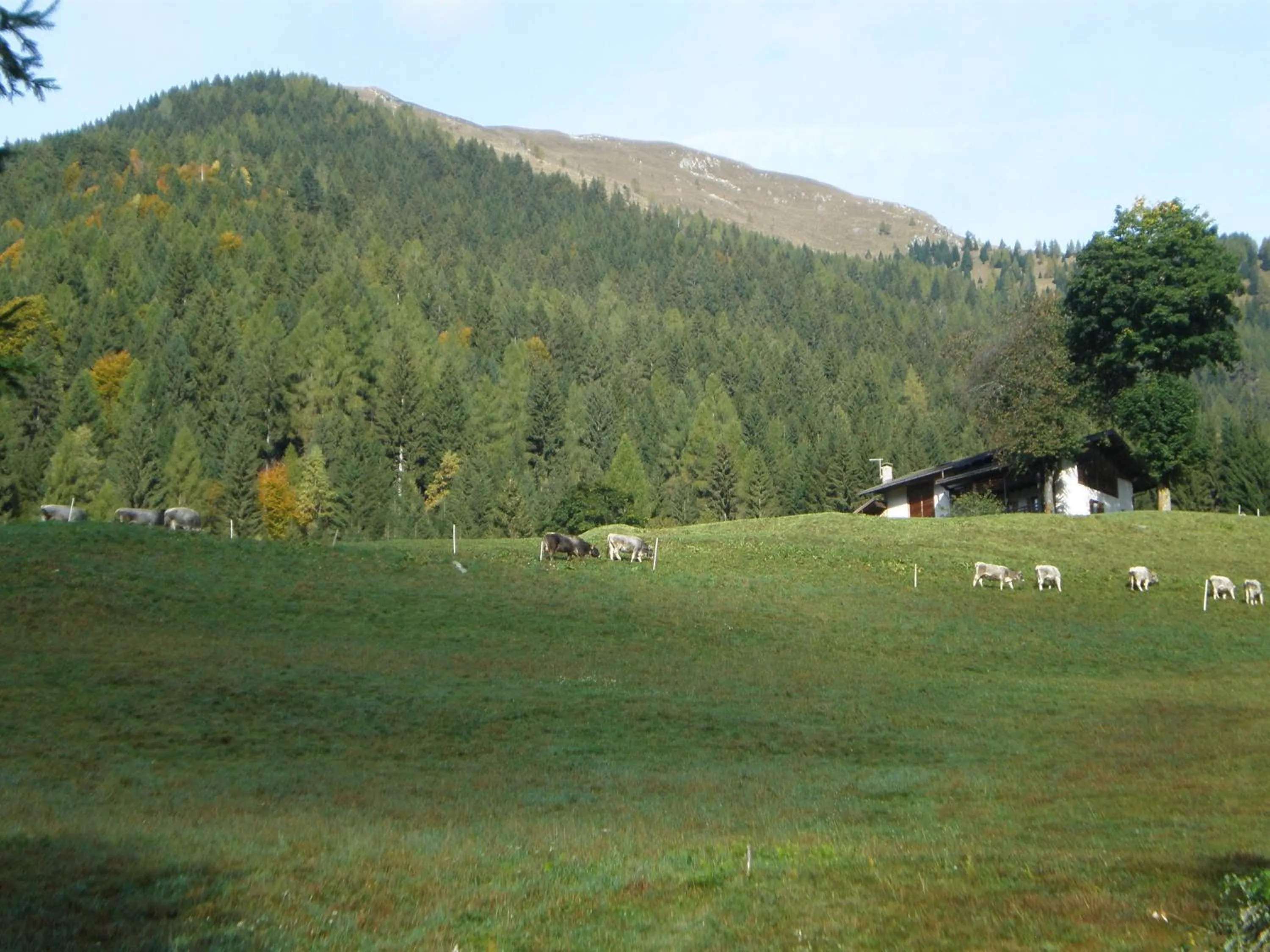 Animals in Hotel Serenella