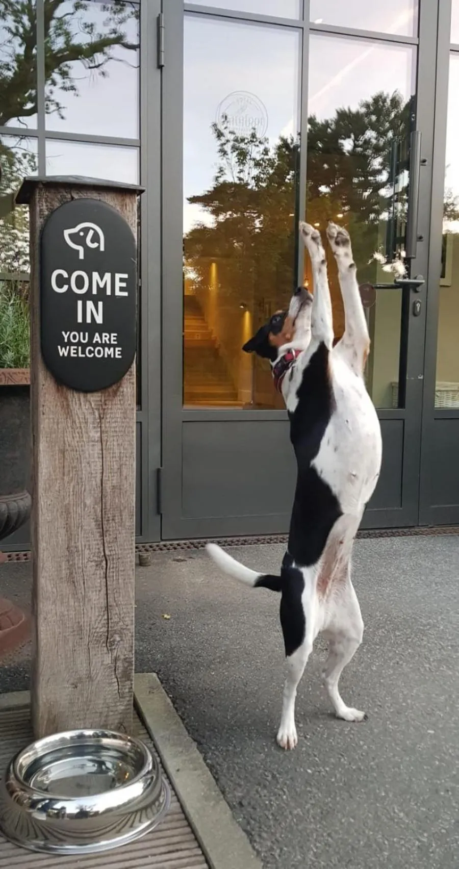 Pets in The Cozy Hotel & Lofts Timmendorfer Strand