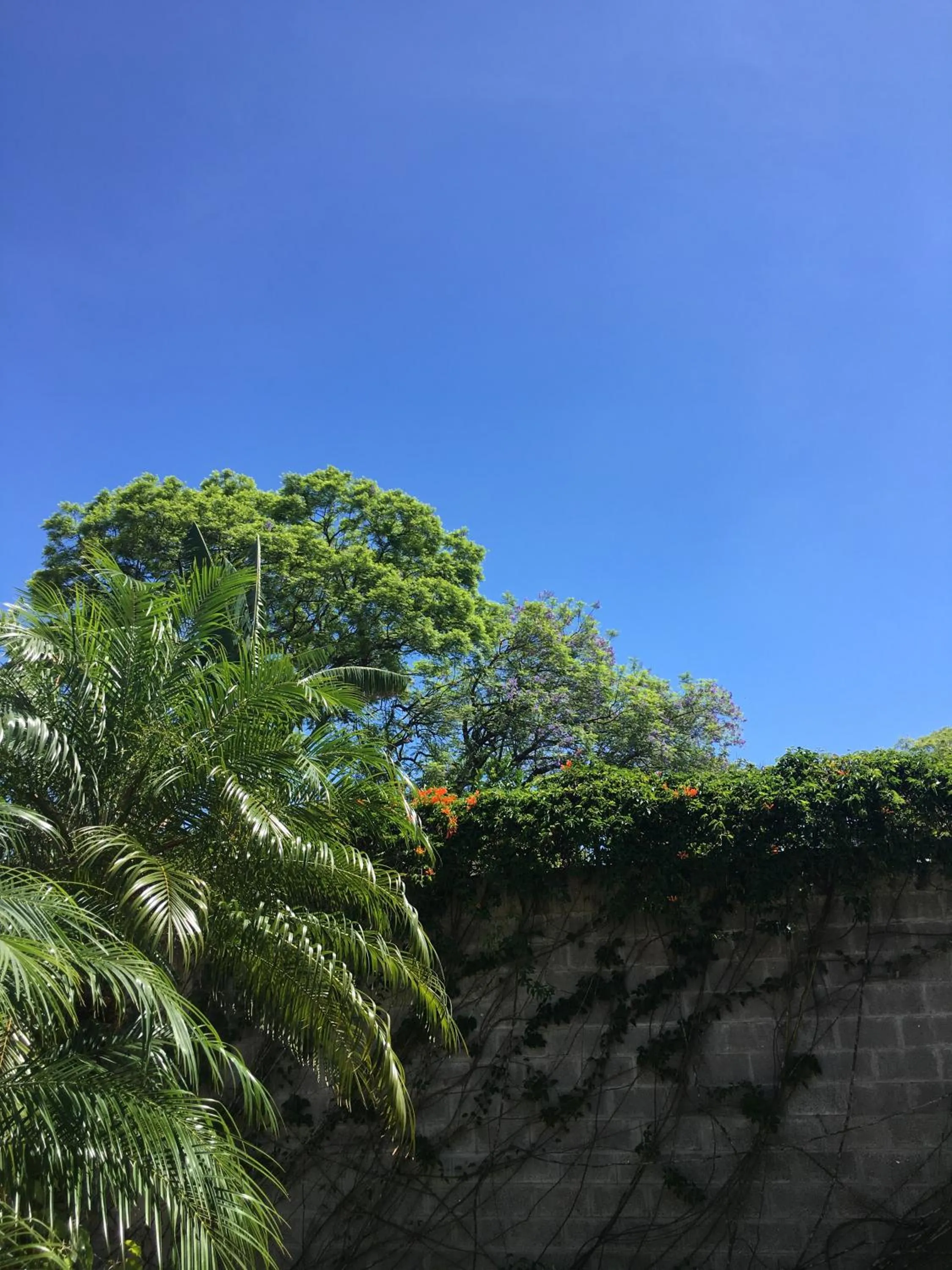 Garden in Capital Hostel de Ciudad