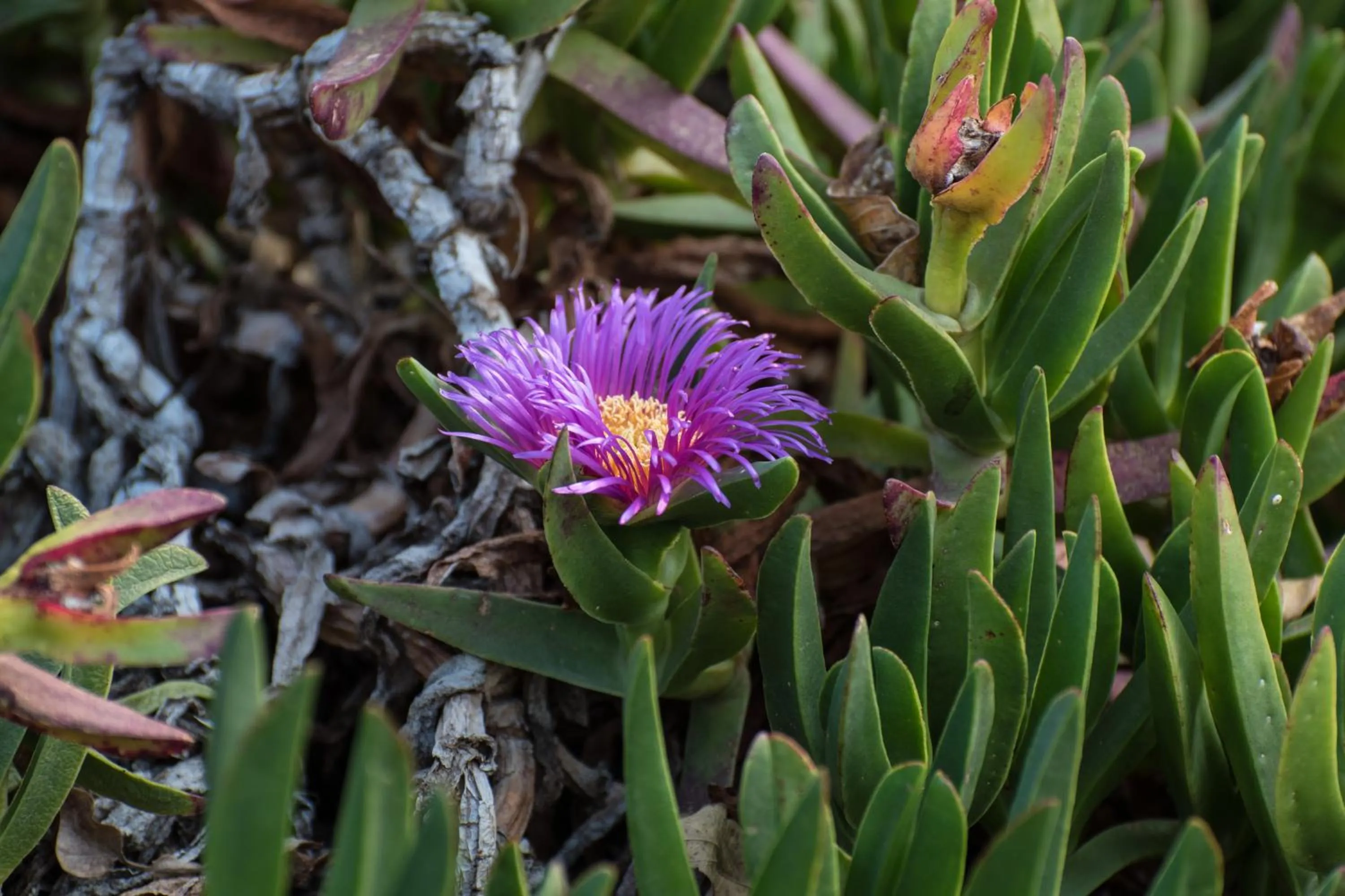 Garden in Heidelberg Kloof Lodge
