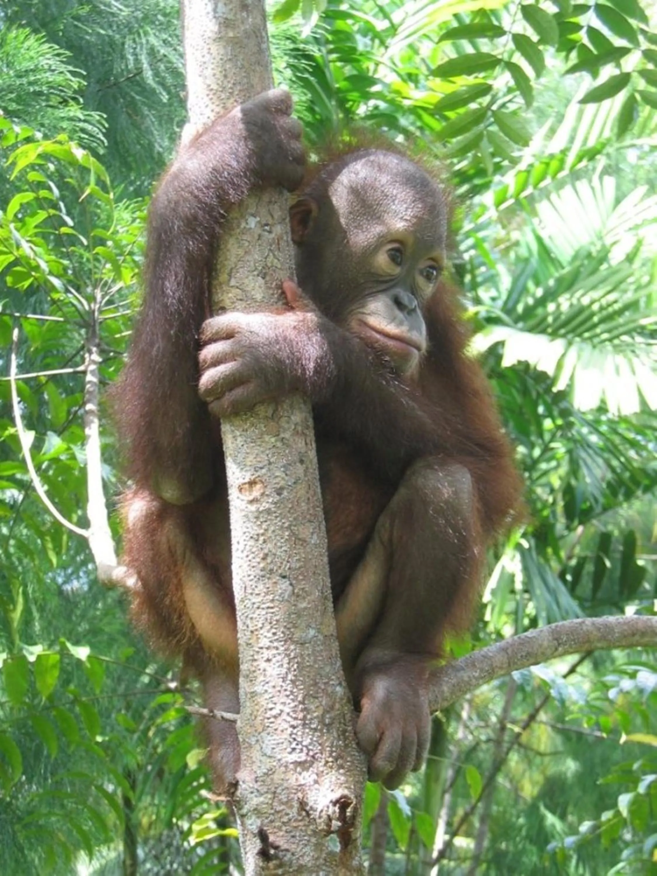 Day in Sepilok Jungle Resort