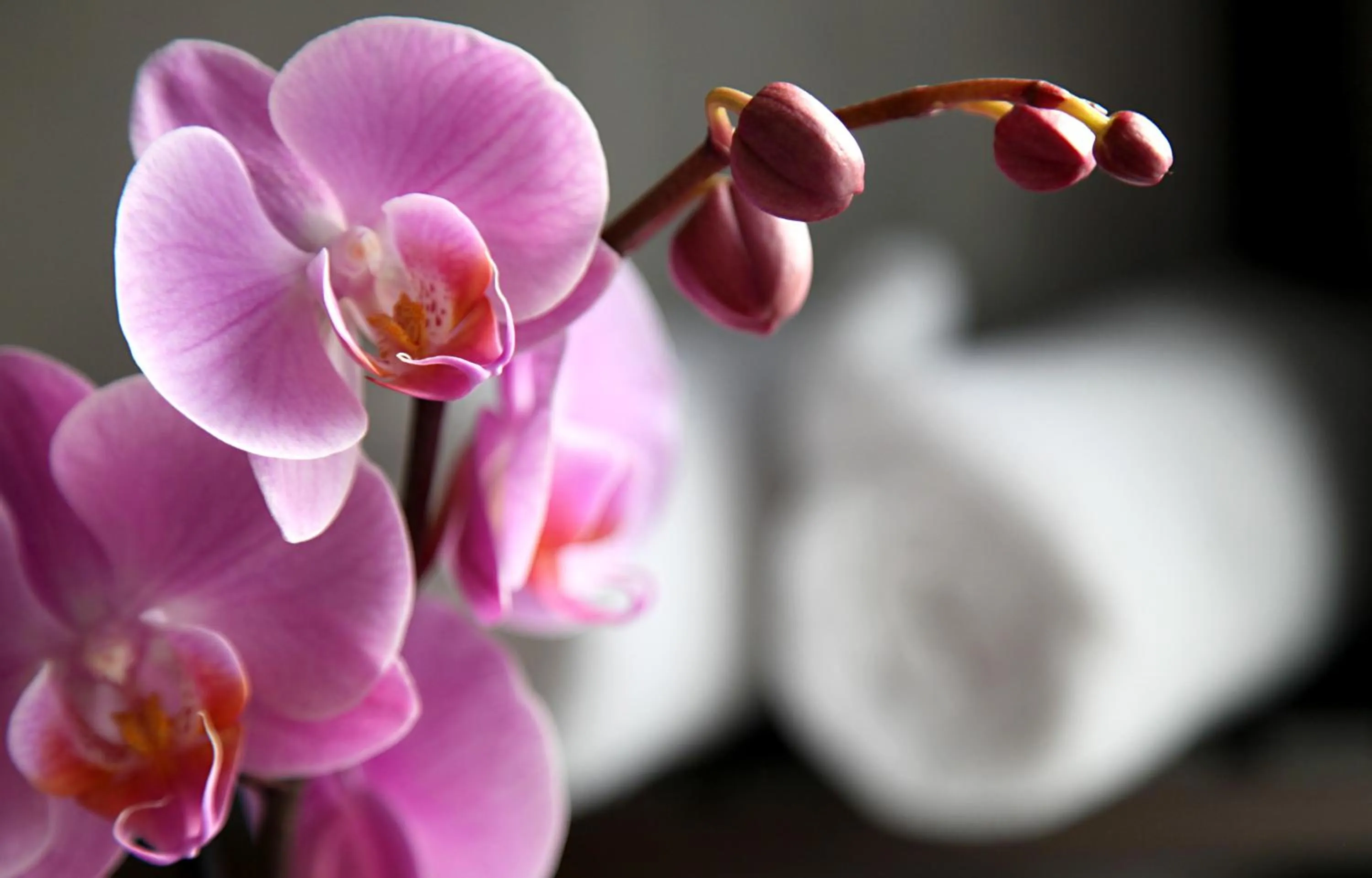 Decorative detail in Castel De Siam