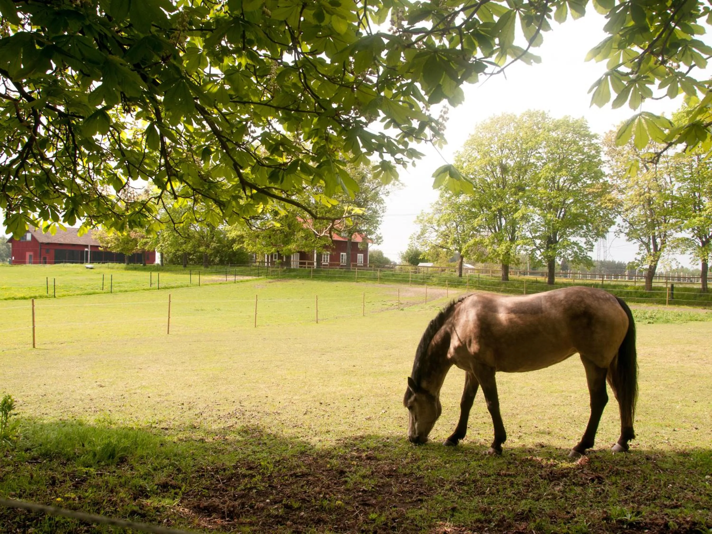 Animals in Ekeby i Bro