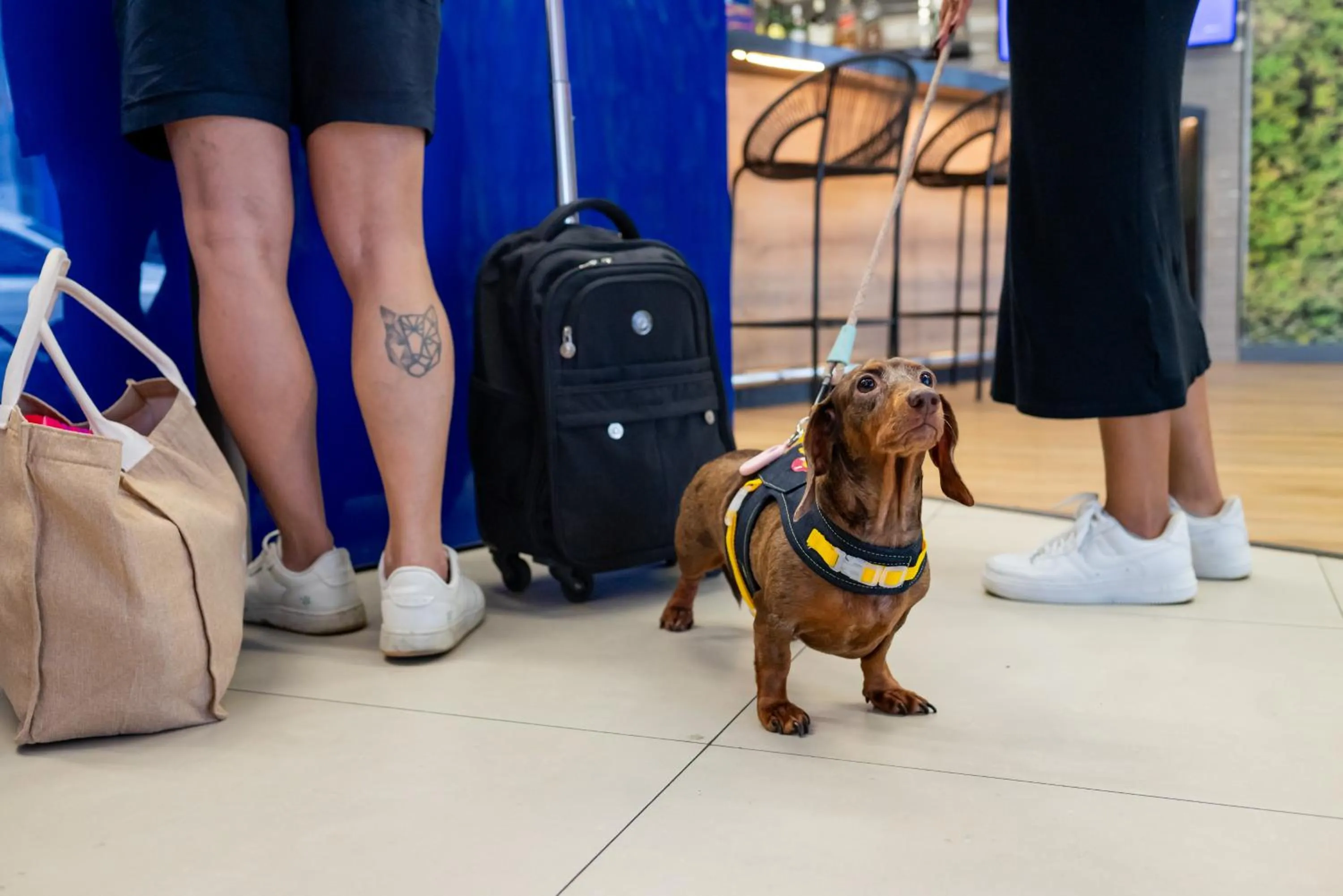 Pets in ibis Styles Belem Nazare