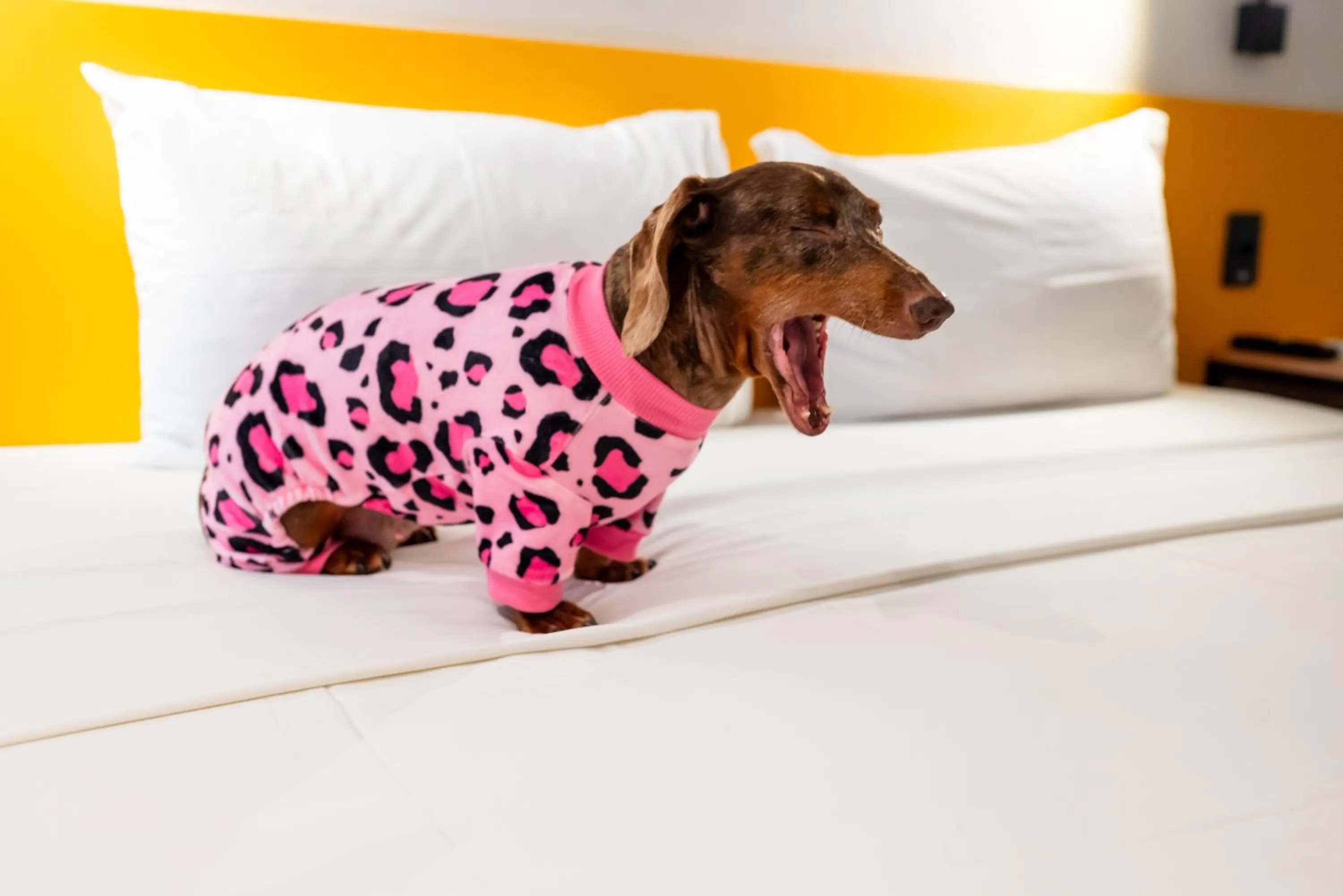 Pets, Bed in ibis Styles Belem Nazare