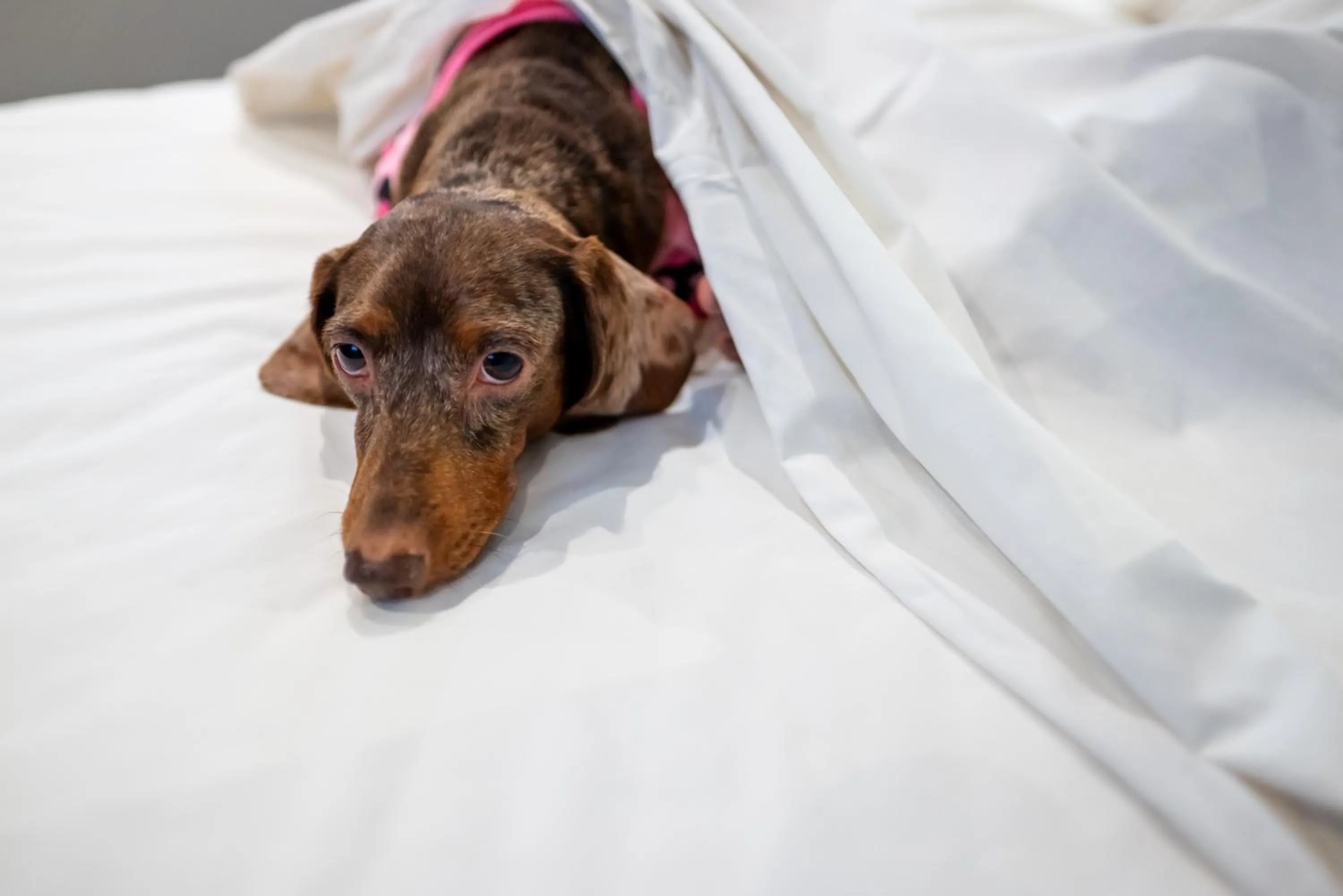 Pets in ibis Styles Belem Nazare