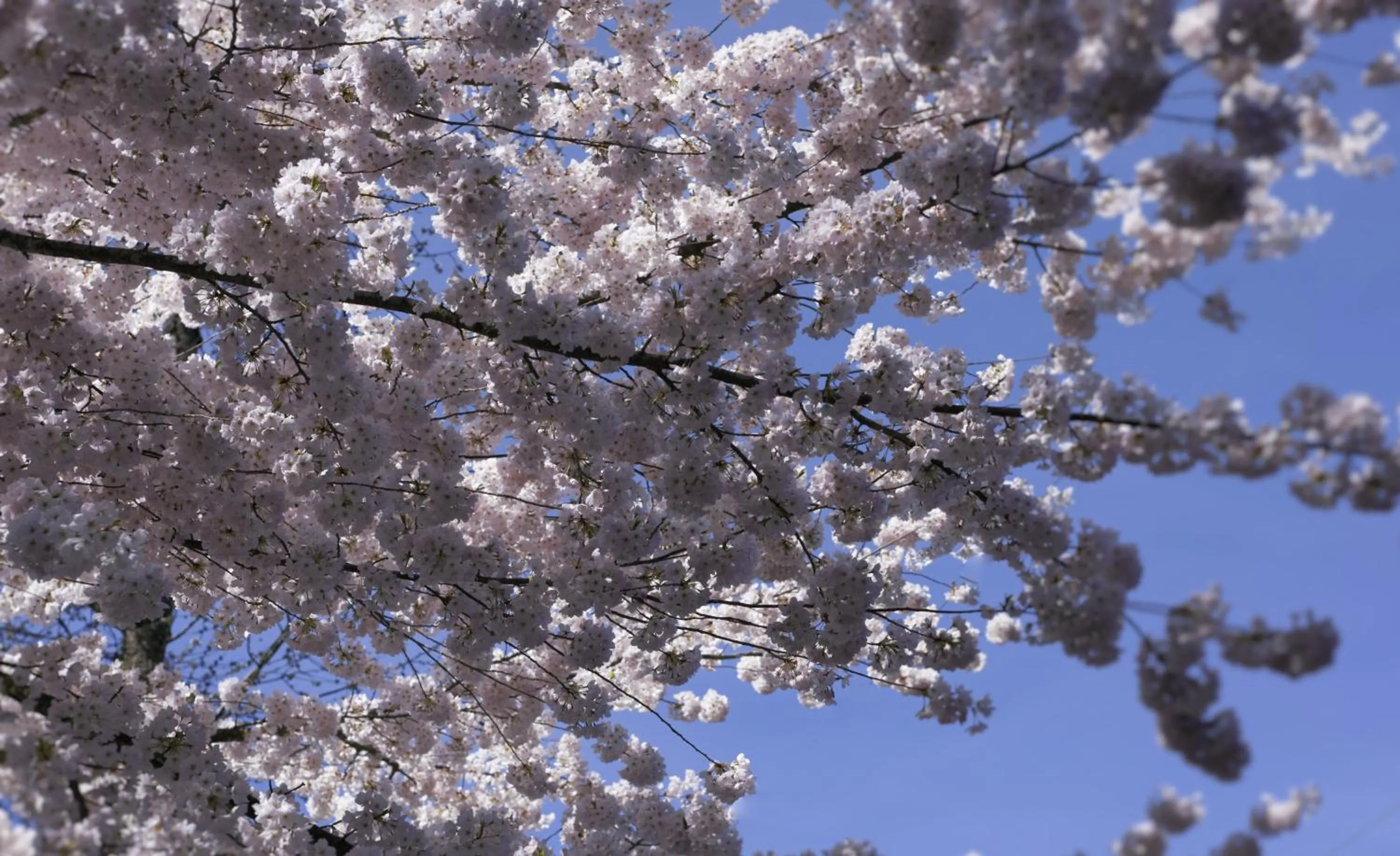 Spring in The Rockwell-Harrison Guest Lodge