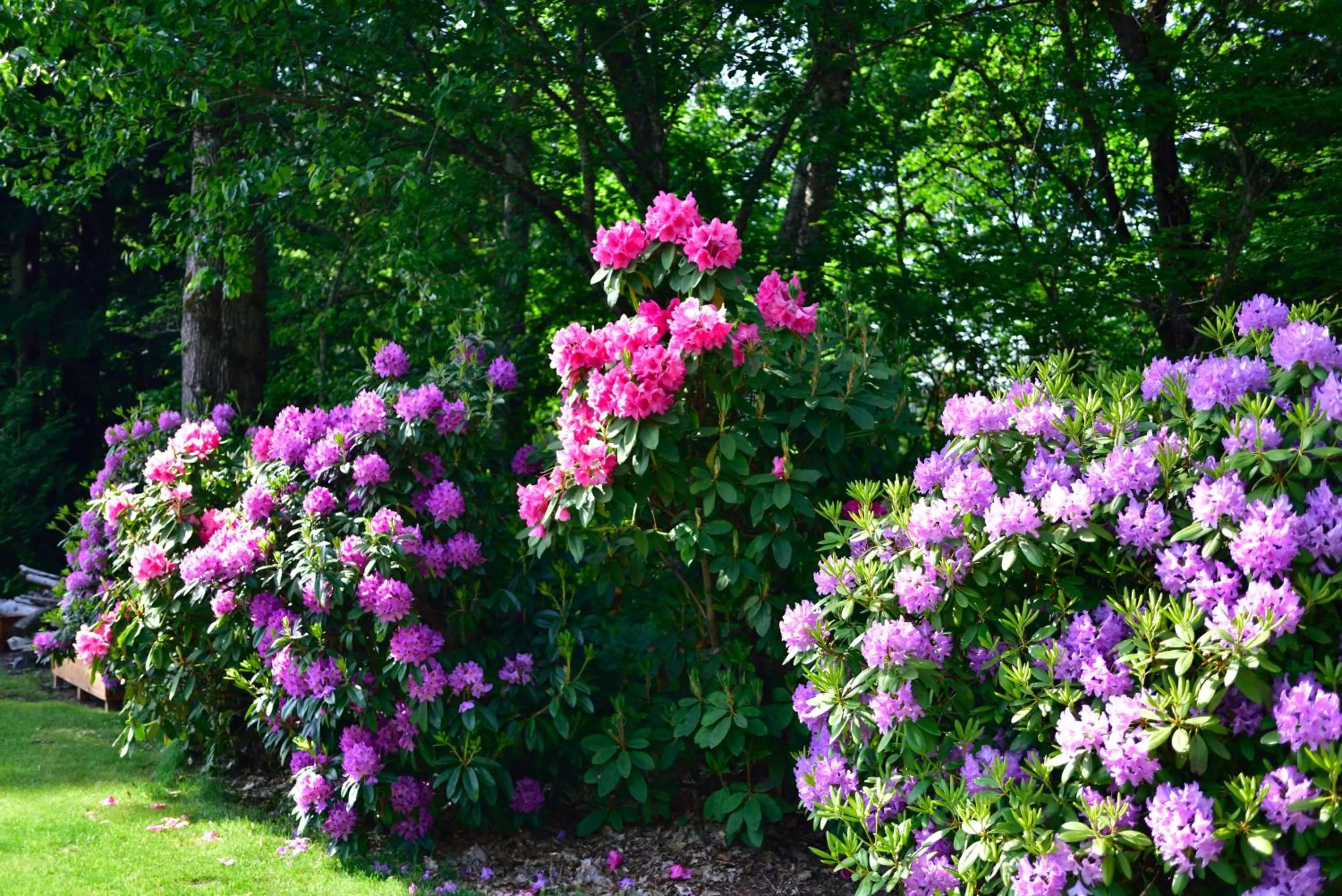 Spring in The Rockwell-Harrison Guest Lodge