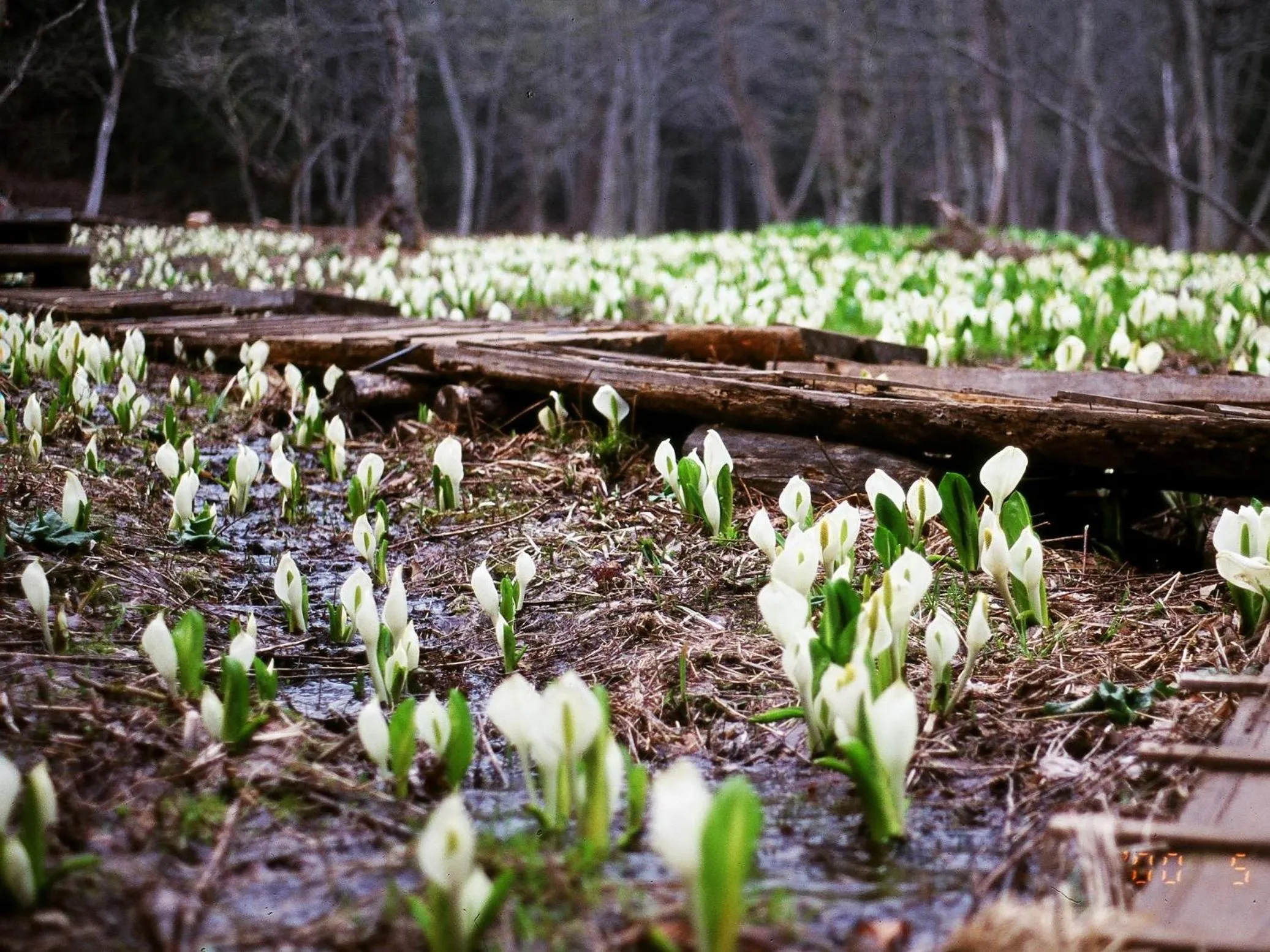 Nearby landmark in Oze Shinkousou