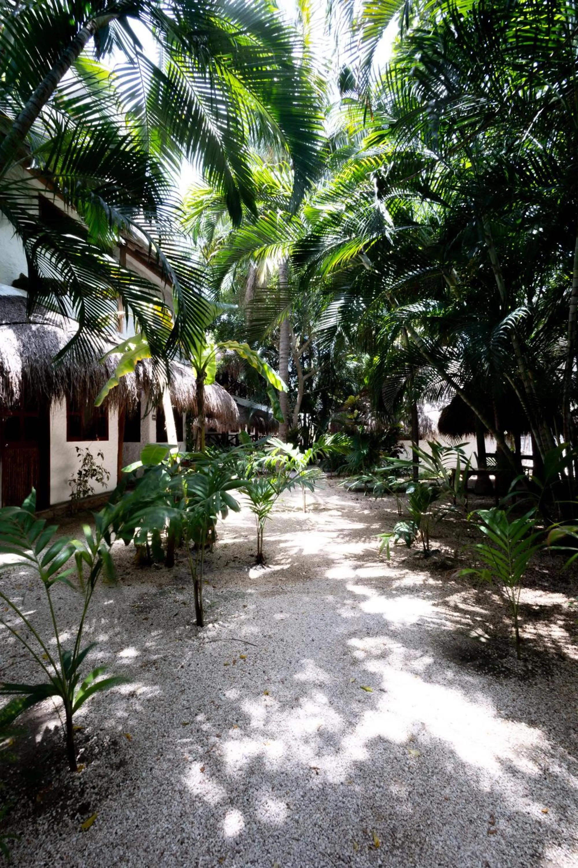 Garden in Hotel Casa Barbara Holbox