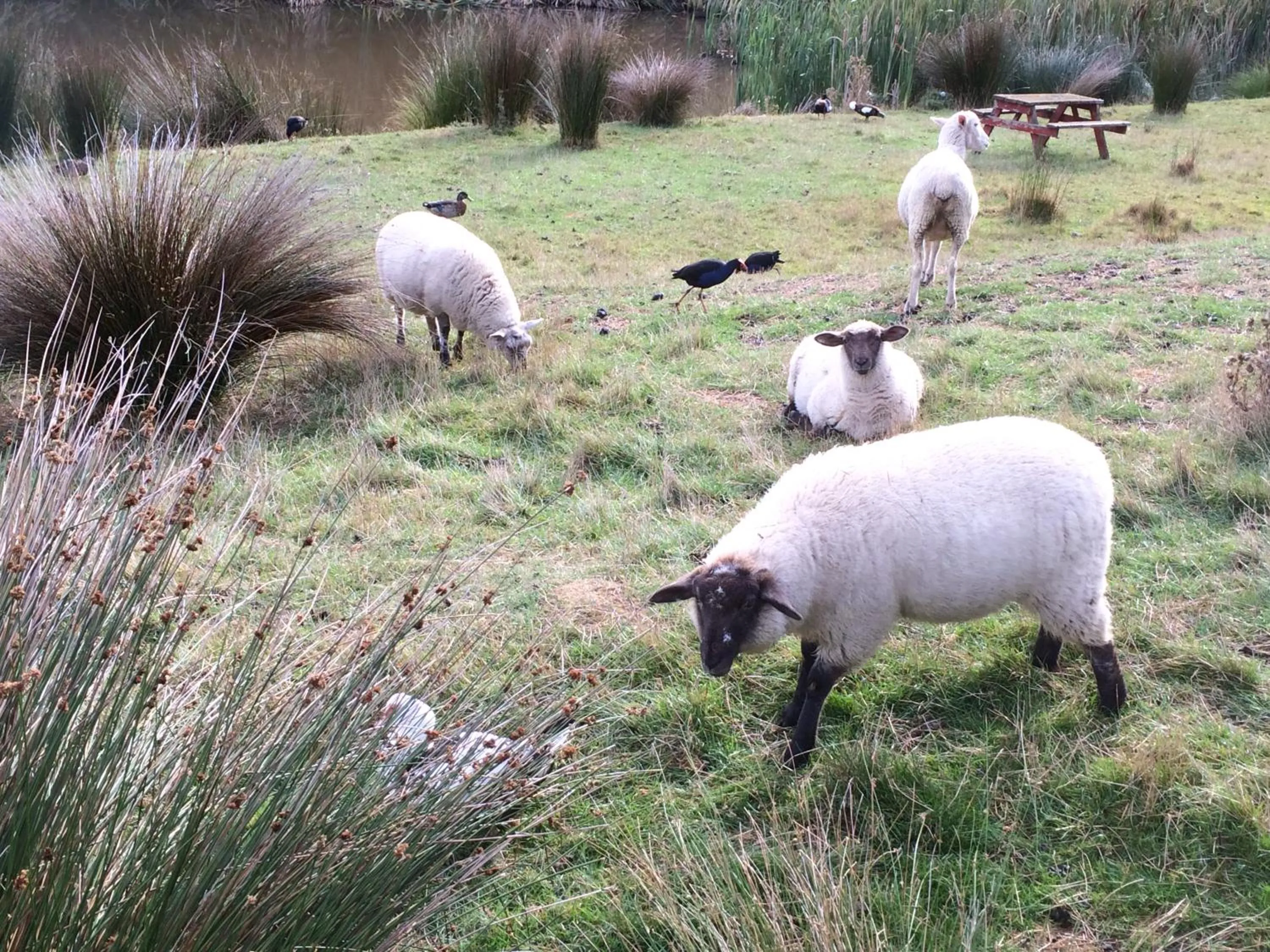 Animals in Hunters Moon