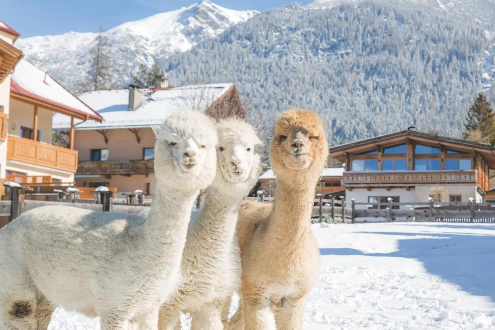 Animals in Appartement- und Wellnesshotel Charlotte - 3 Sterne Superior