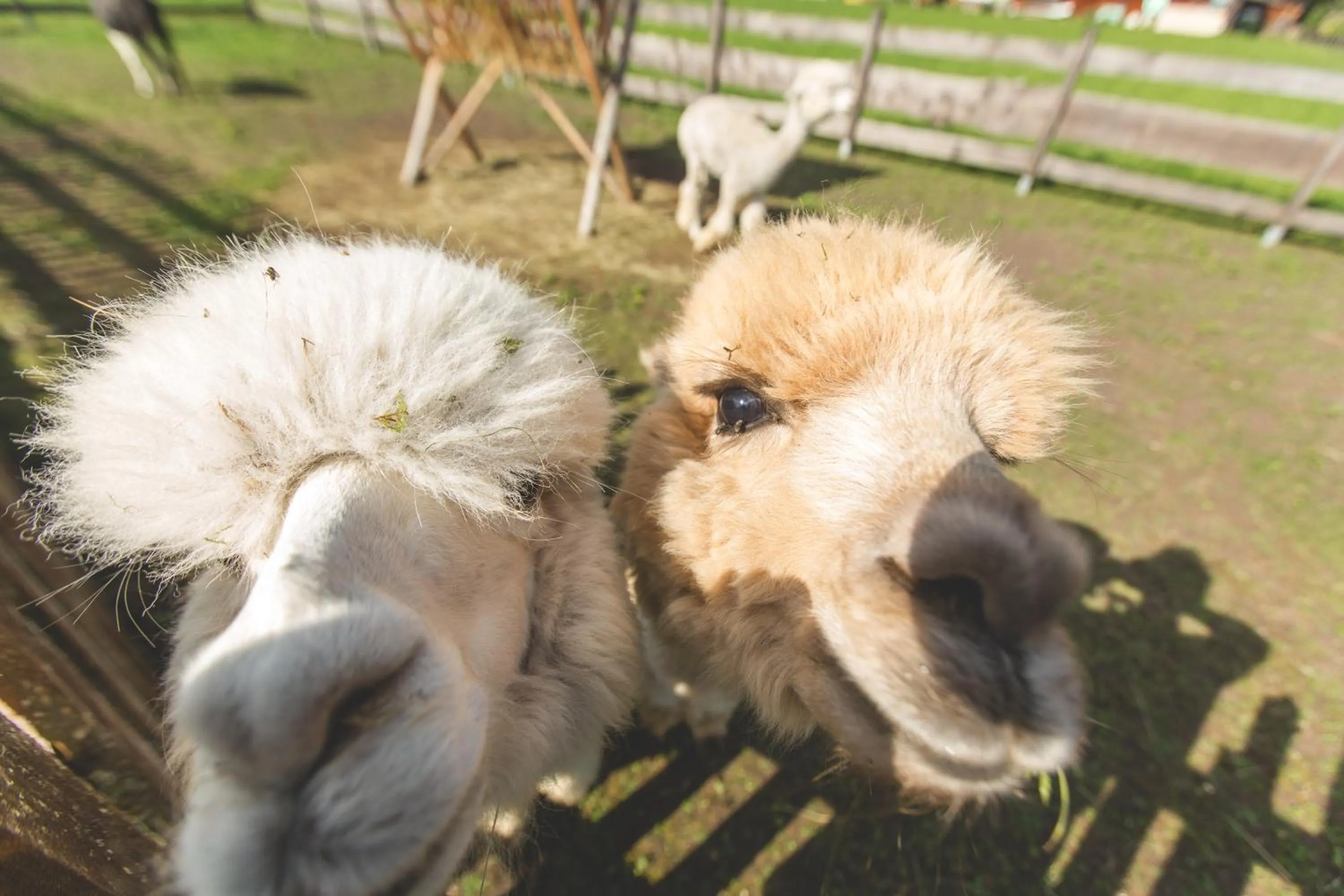 Animals in Appartement- und Wellnesshotel Charlotte - 3 Sterne Superior