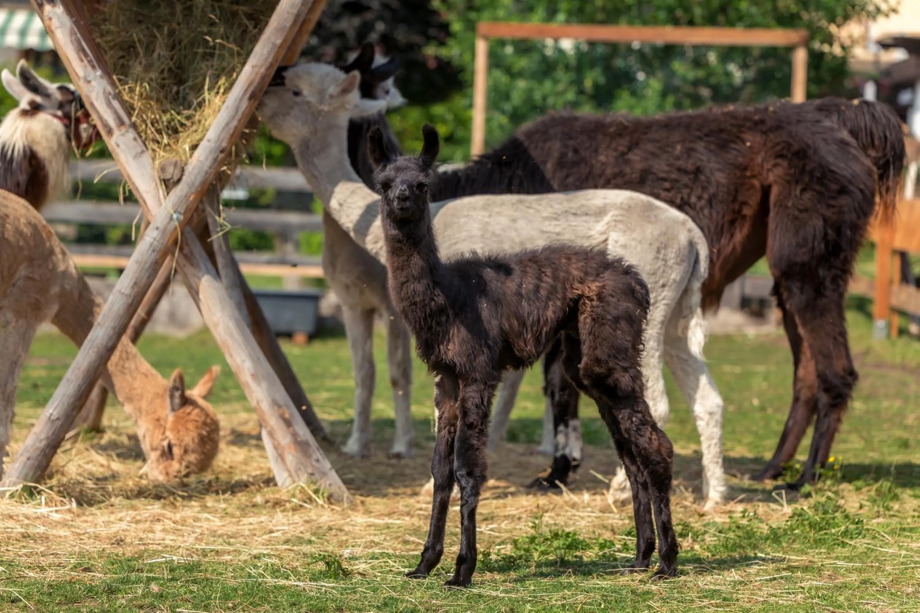 Garden in Appartement- und Wellnesshotel Charlotte - 3 Sterne Superior